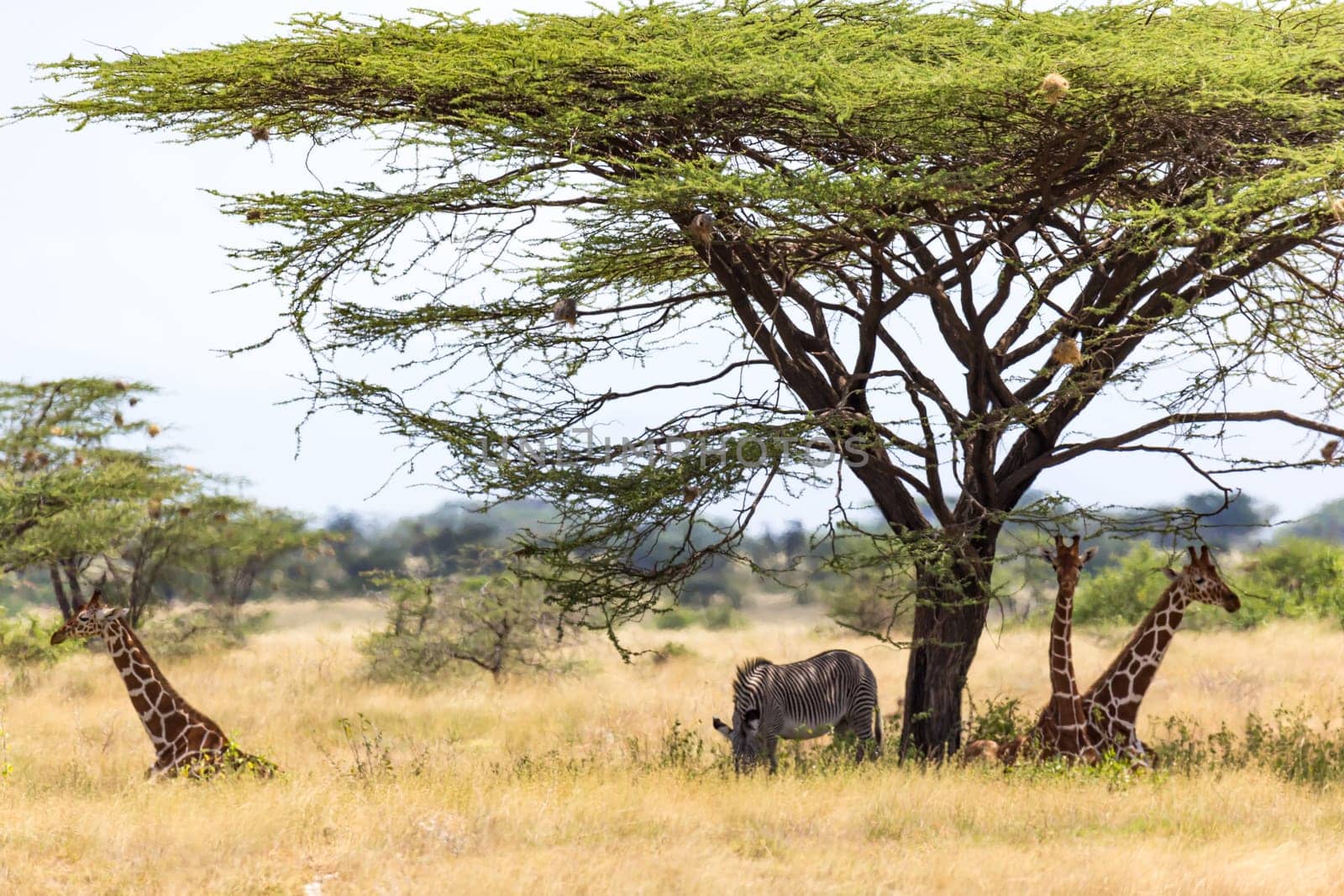 The Giraffes and a gravy zebra under the crown of a shady tree