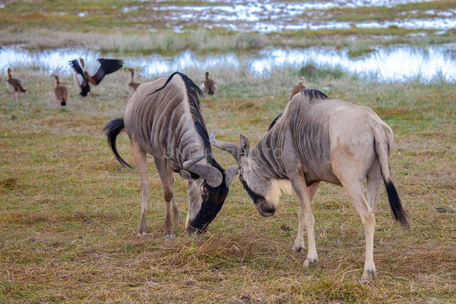 Antelopes are fighting, Gnu, on safari in Kenya