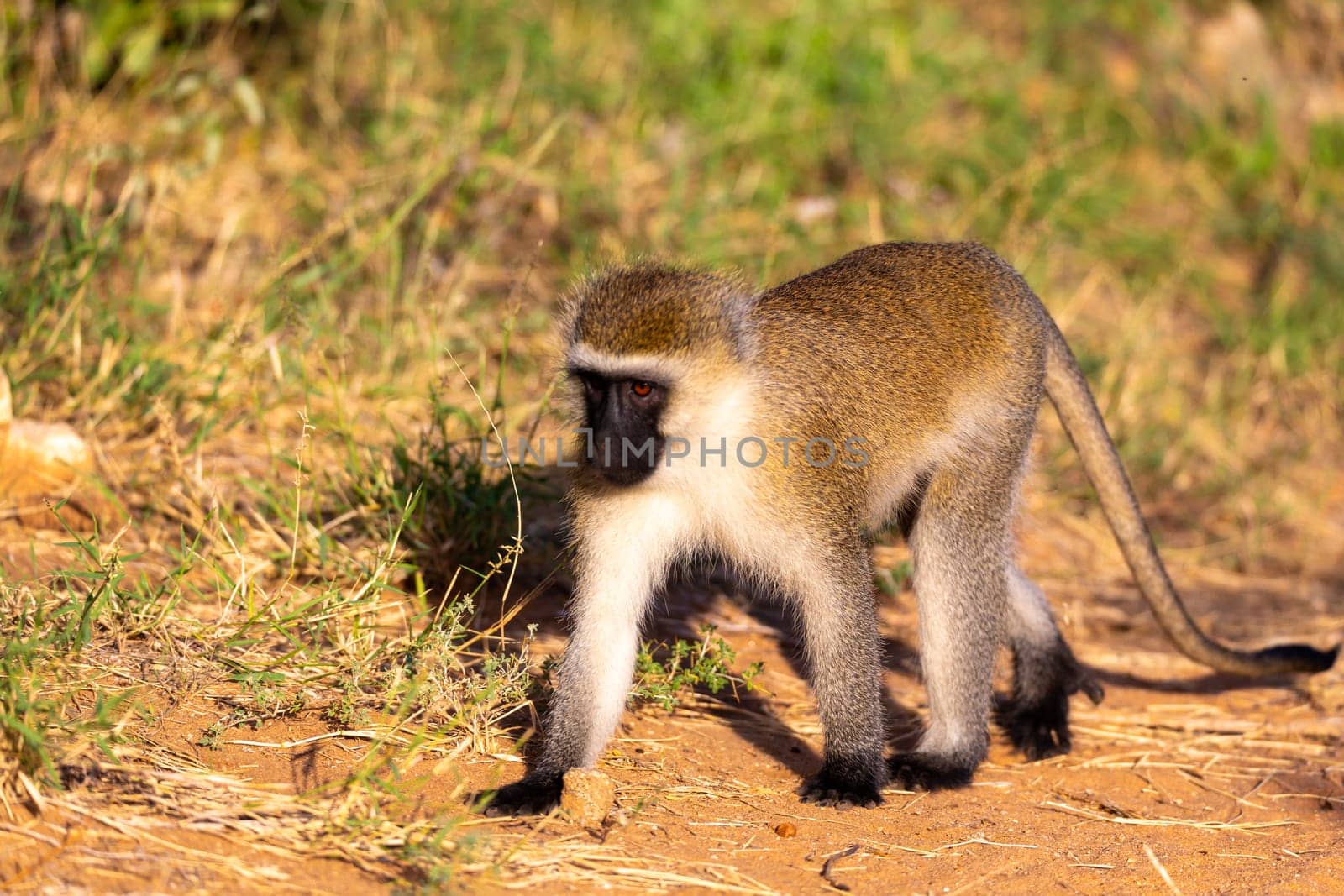 One monkey walks between the grass on the ground