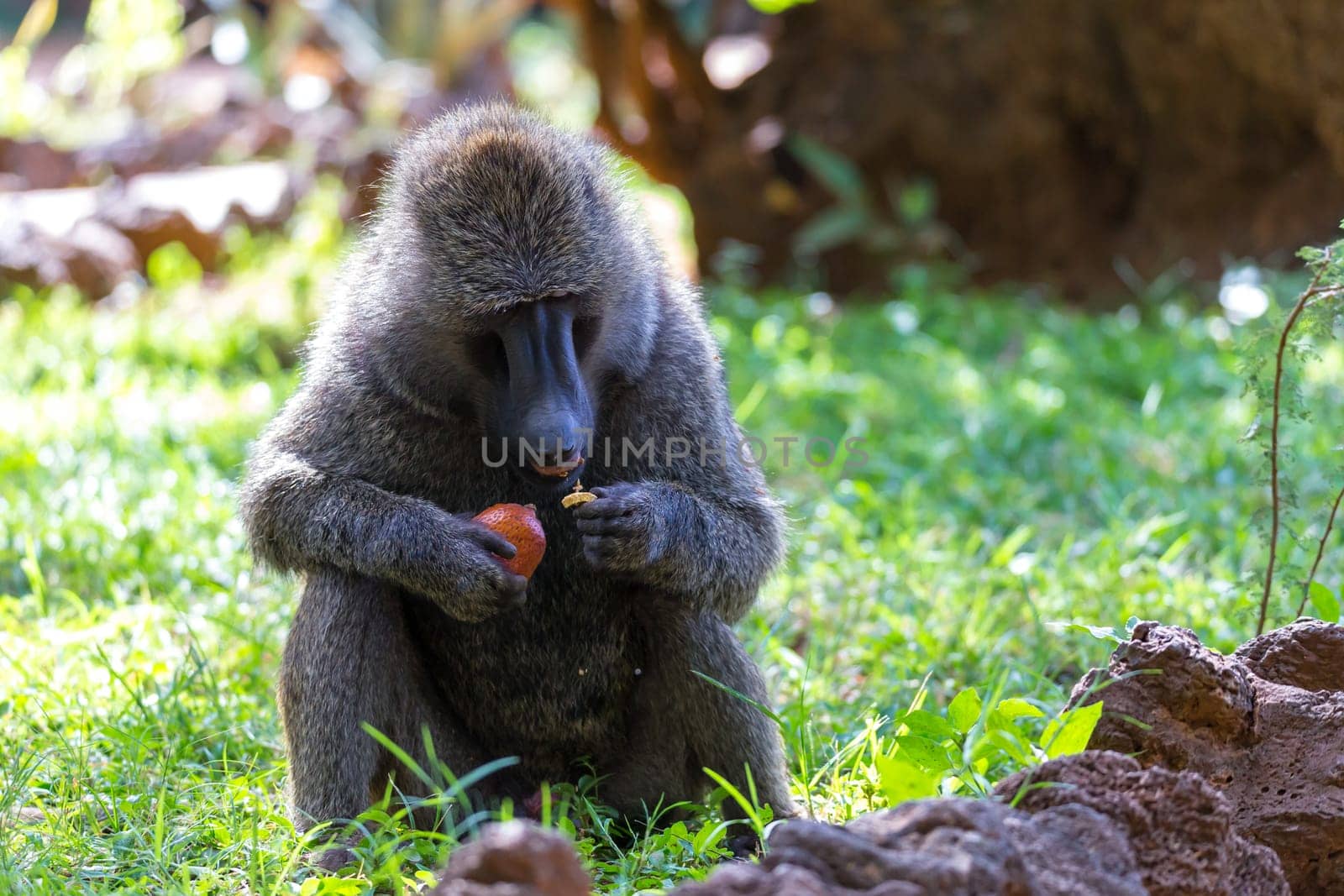 One baboon has found a fruit and nibbles on it