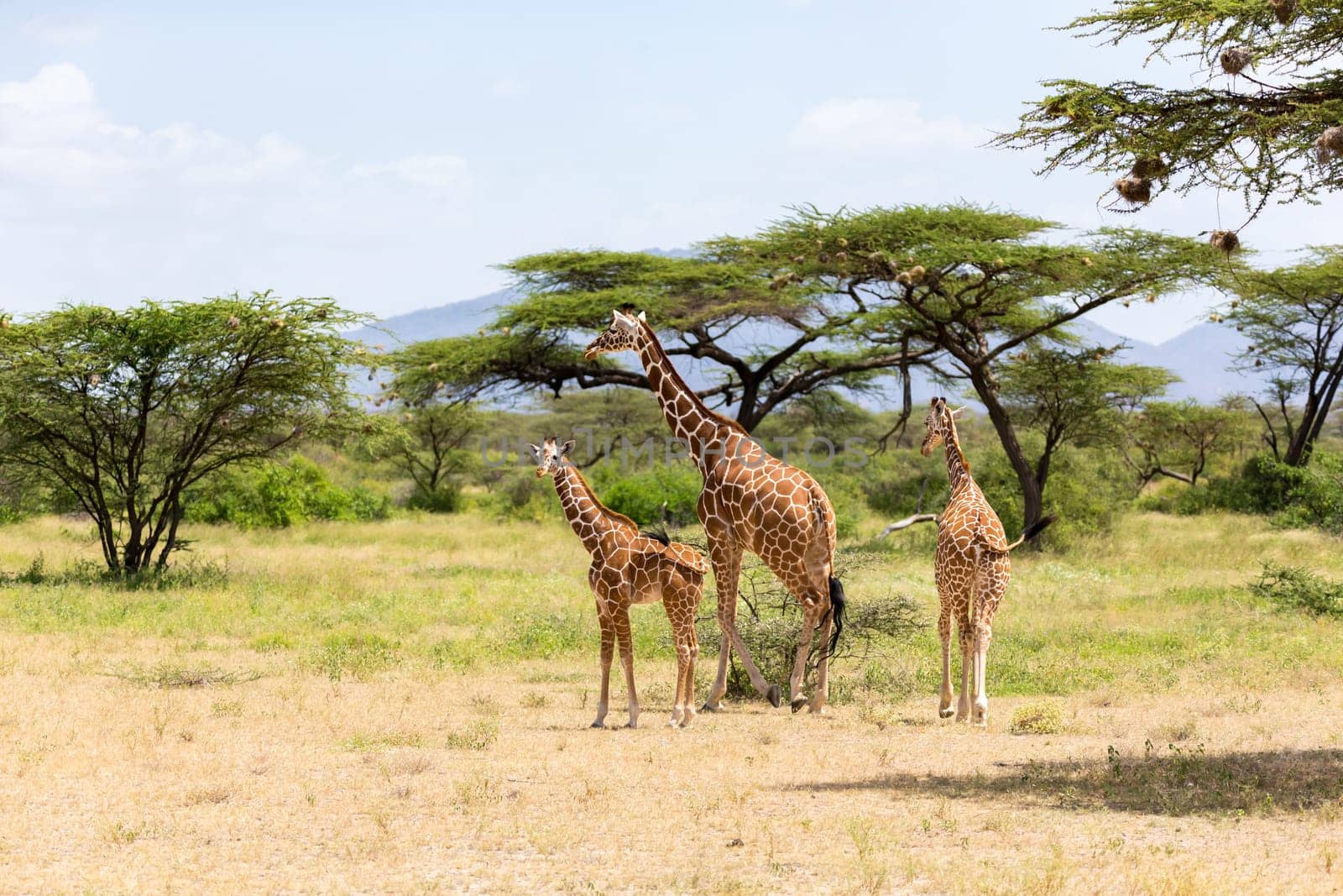 A several giraffes are walking through the grassland