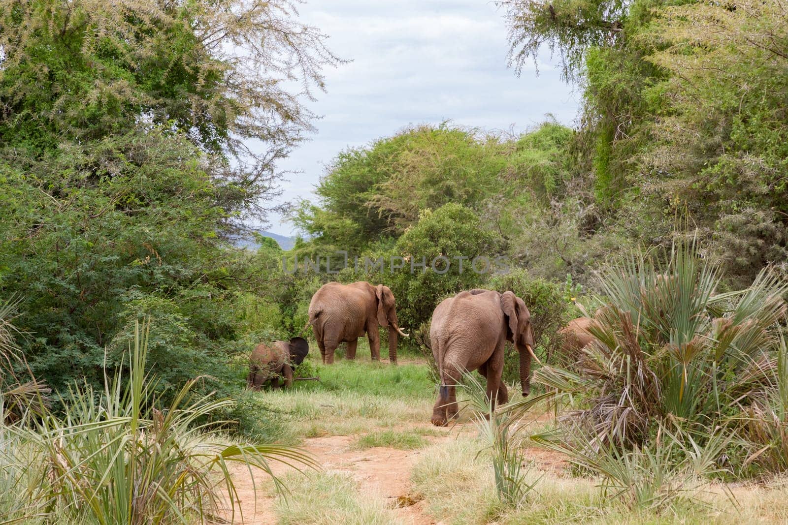 A lot of elephants go through the bushes in a jungle