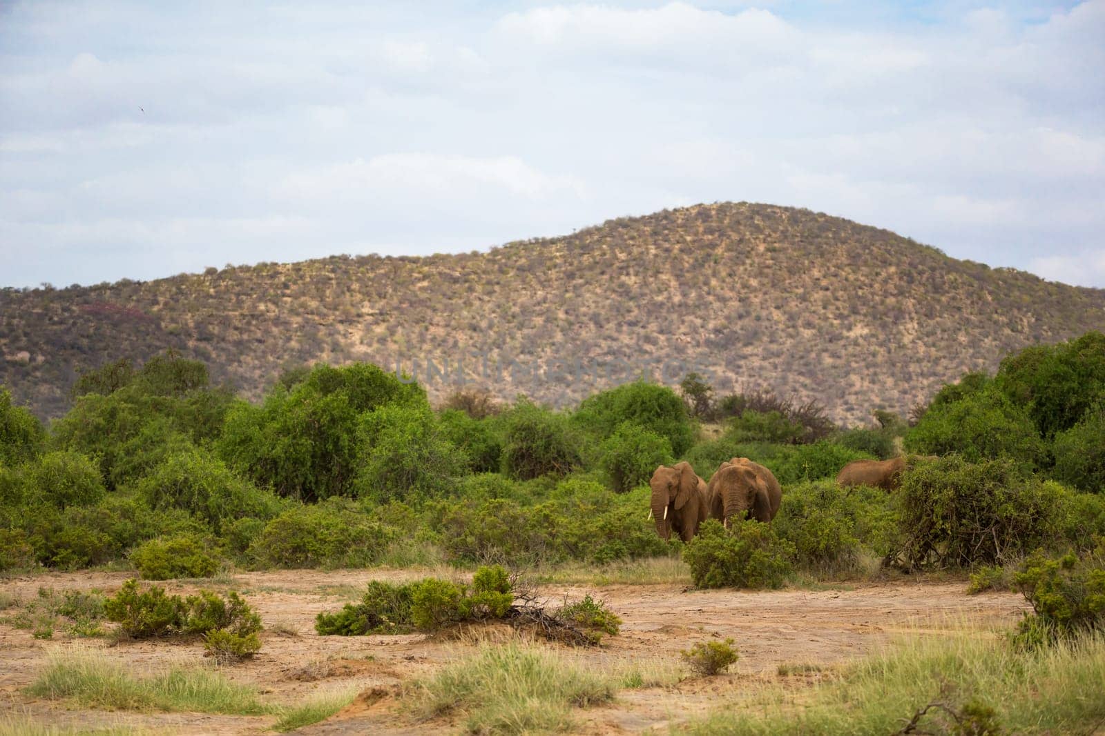 Some red elephants walking between the bush in front of a hill