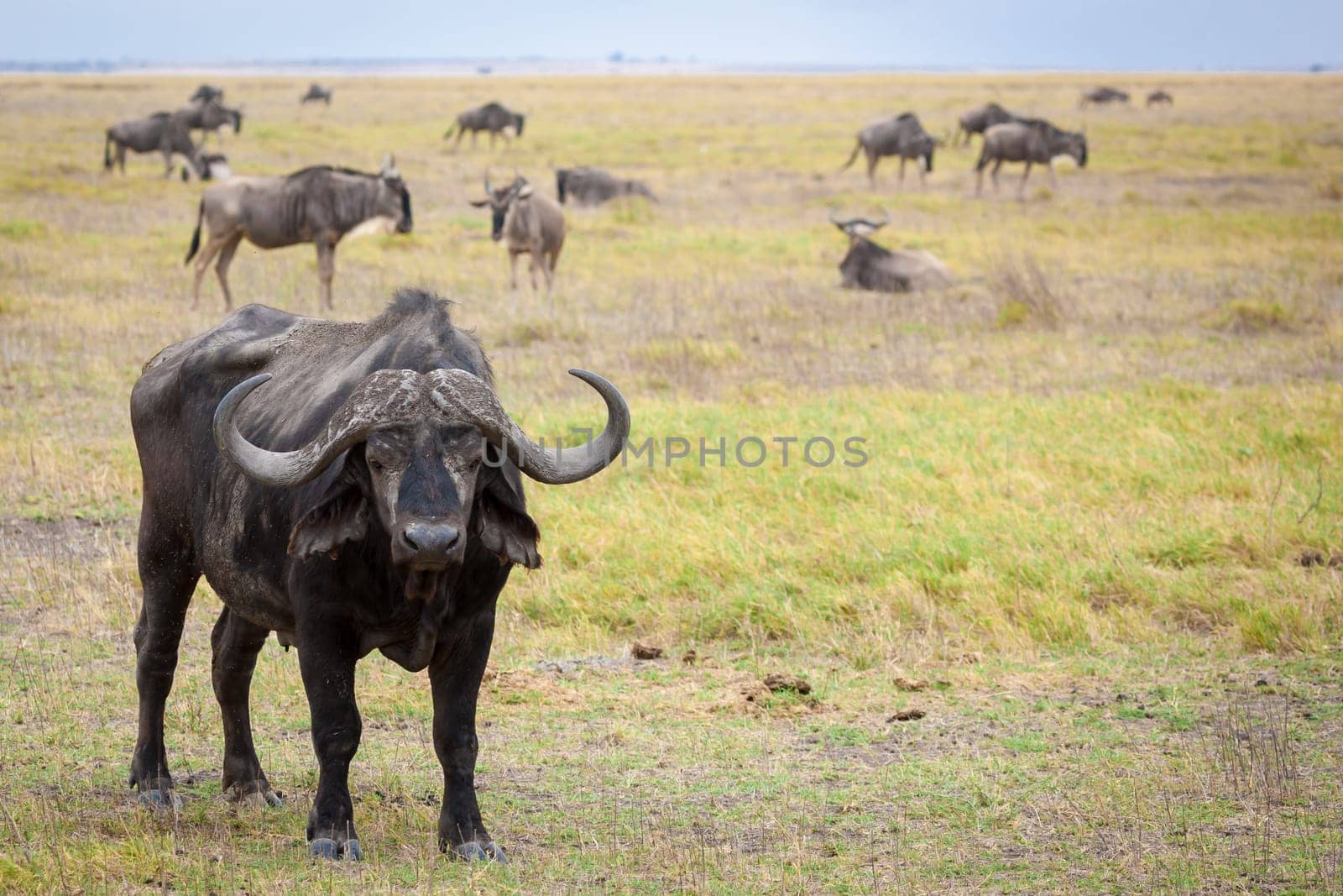 Buffalo standing in the savannah of Kenya