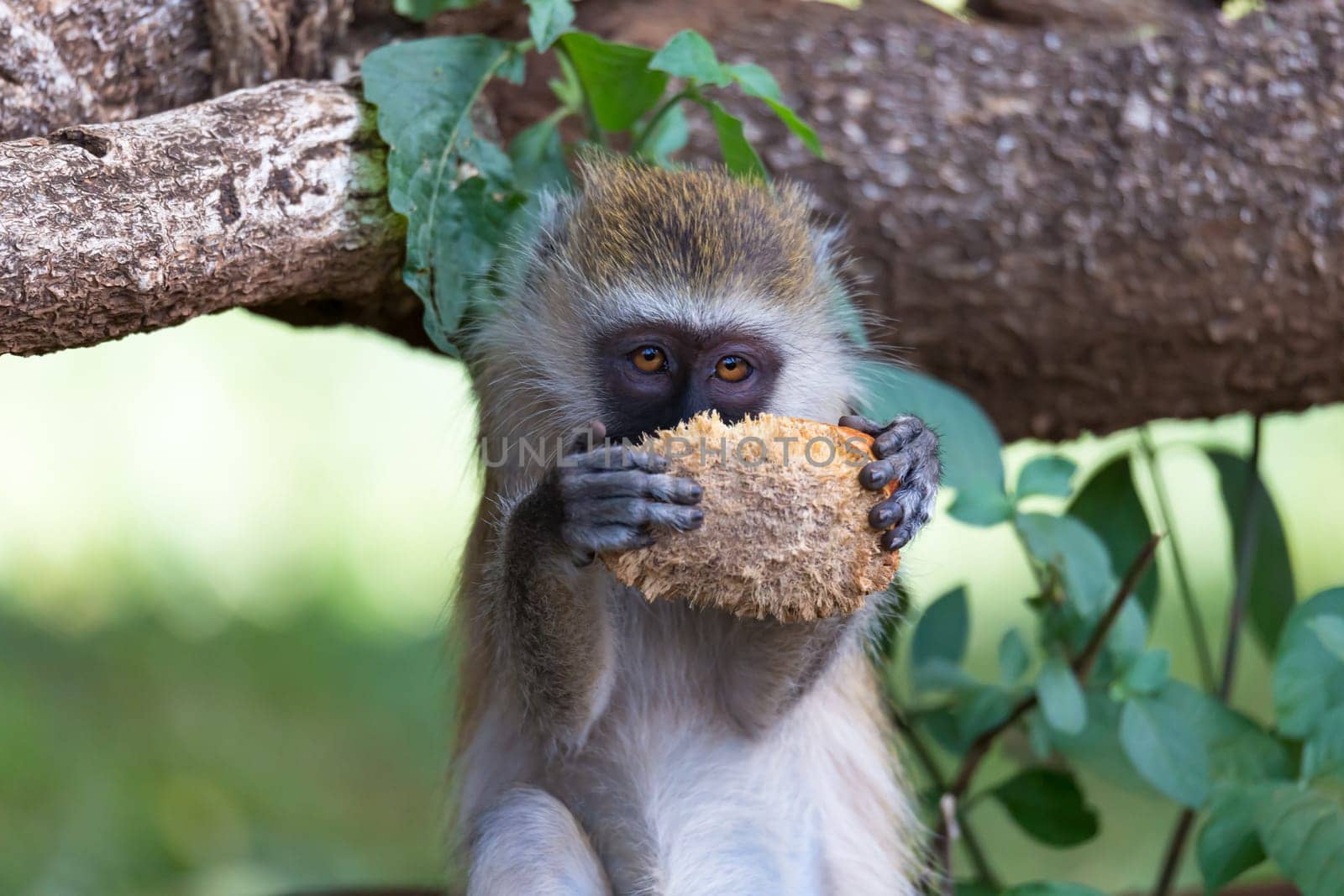One Vervet monkey has found a fruit and eats it