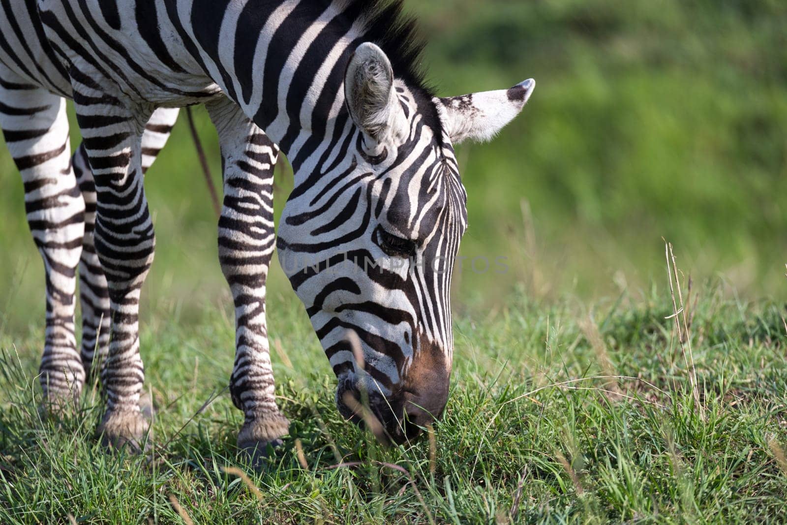 The closeup of a zebra in a national park