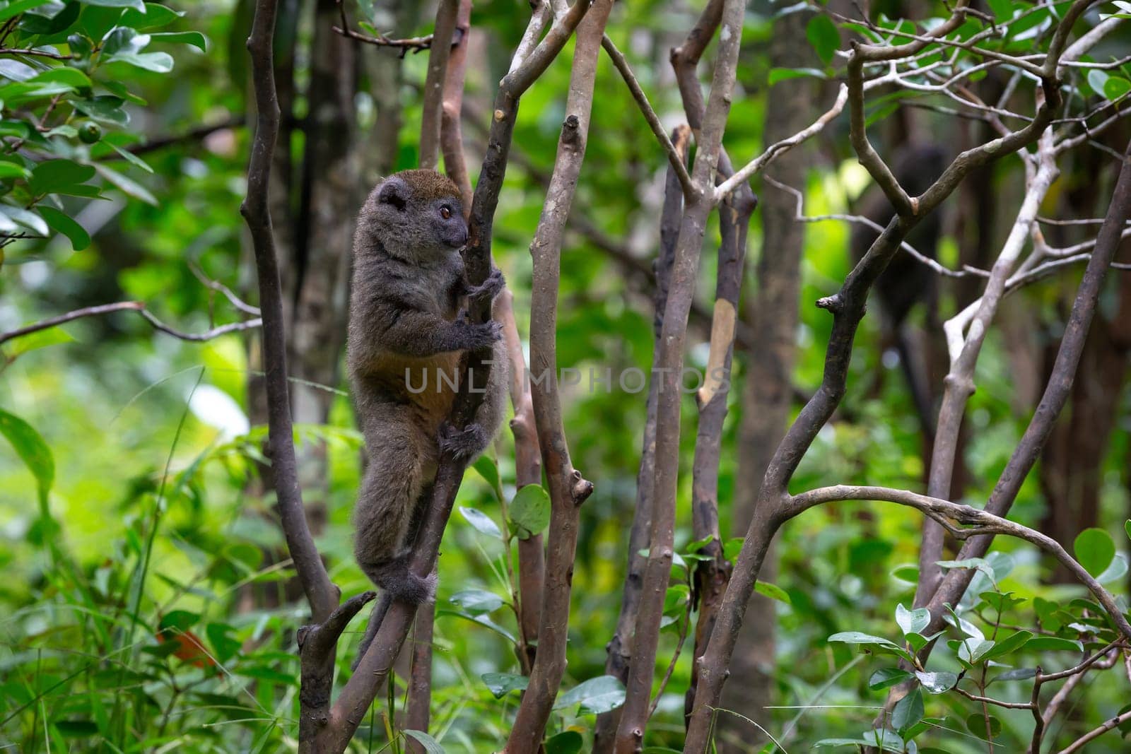 One Little lemur in the rainforest on the island of Madagascar