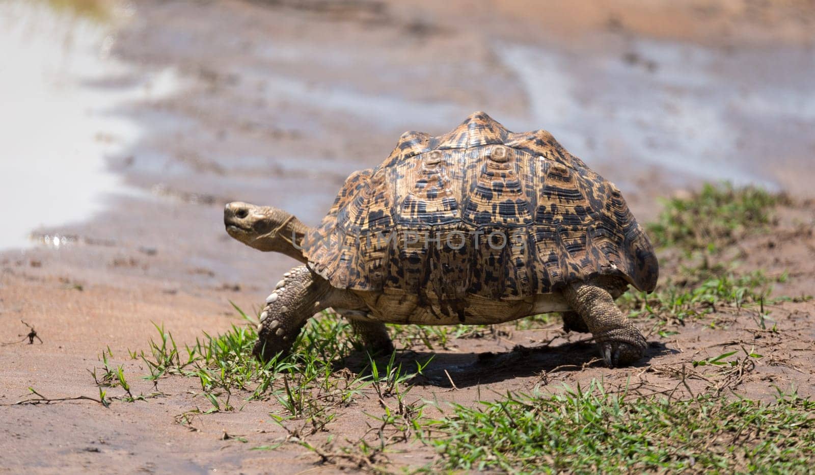 One little turtle is walking on the street