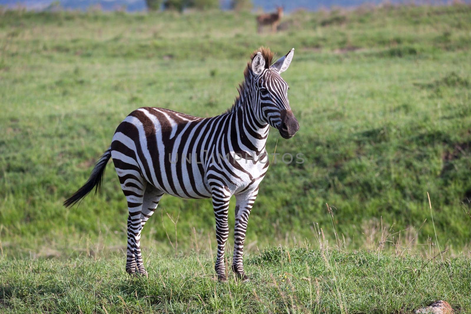 One zebra in the green landscape of a national park in Kenya..