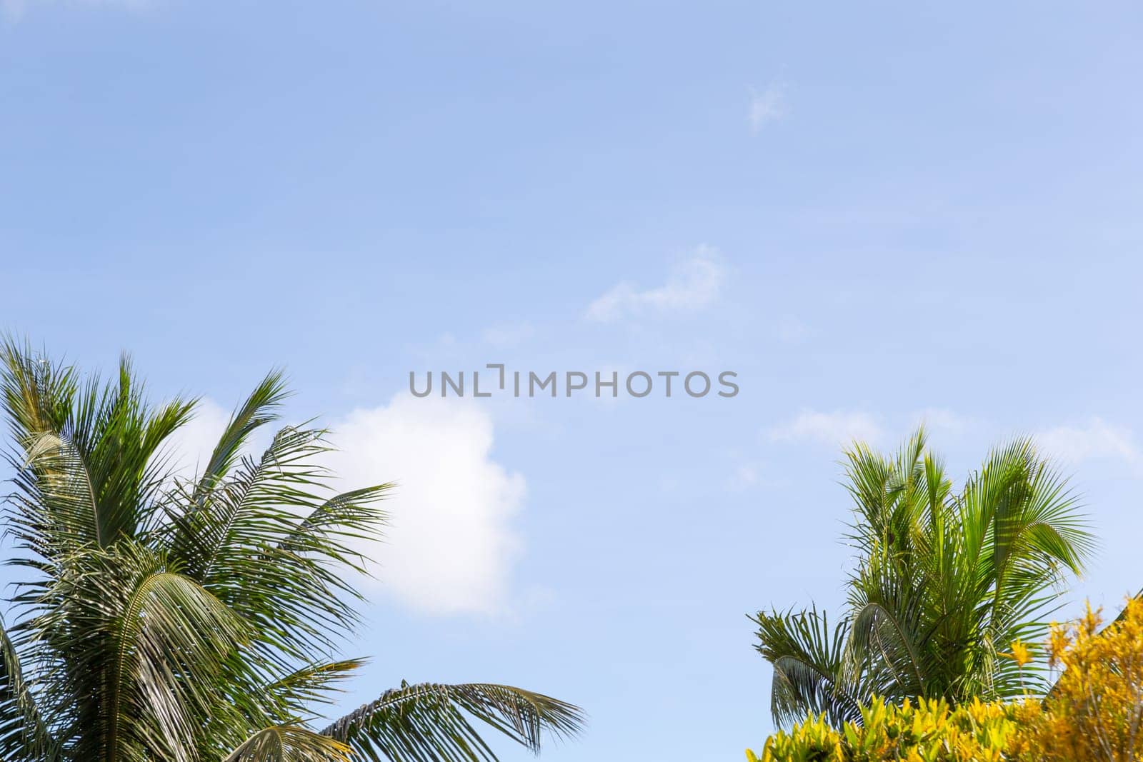 The Blue sky with a few harmless clouds and palm fronds on the edge