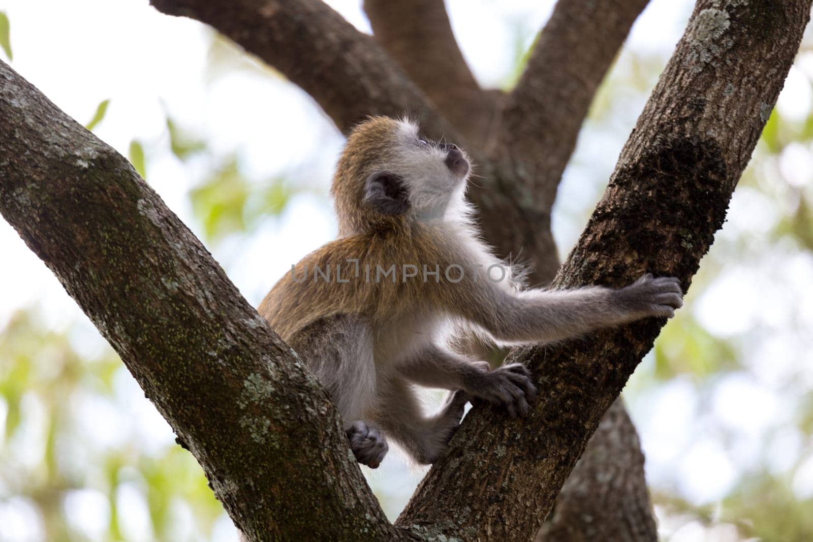 One little monkey is playing on the branch of a tree