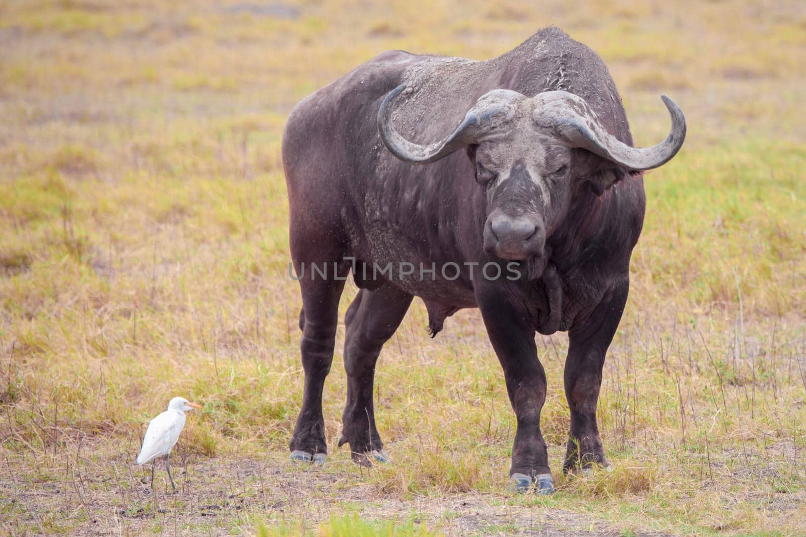Buffalo and a white bird, on safari in Kenya