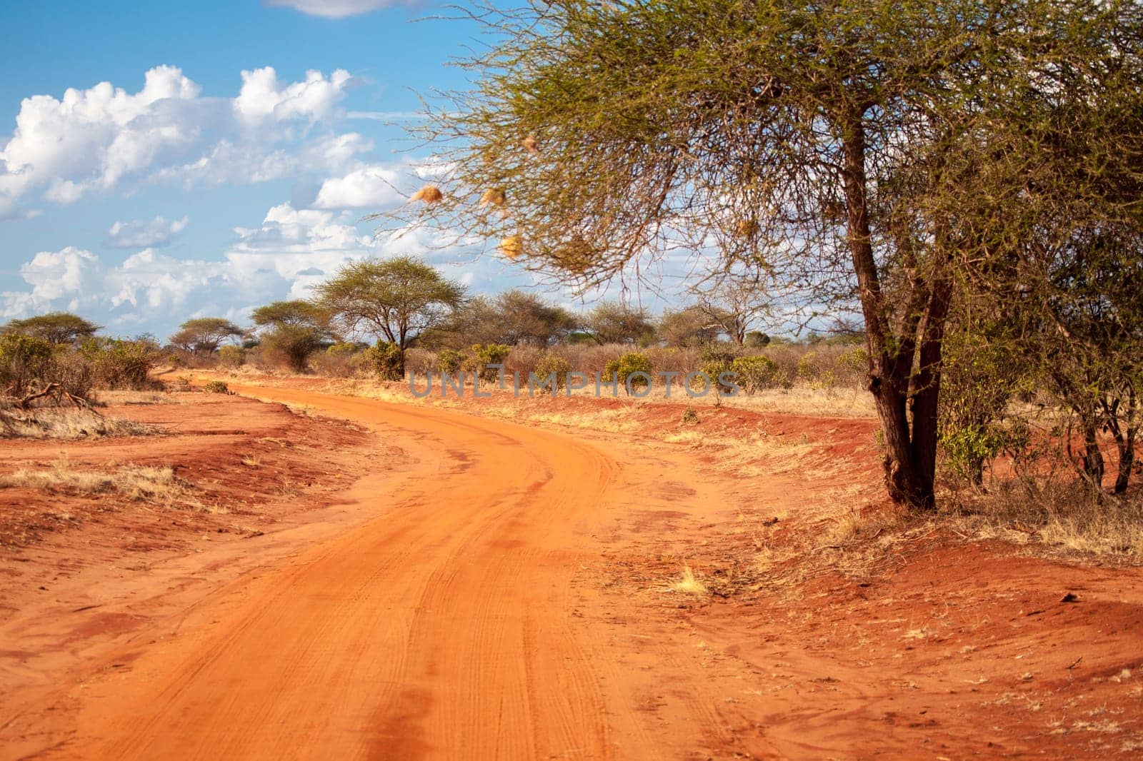 Red road in the savannah of Kenya with a big tree, baobab, with a blue sky and clouds