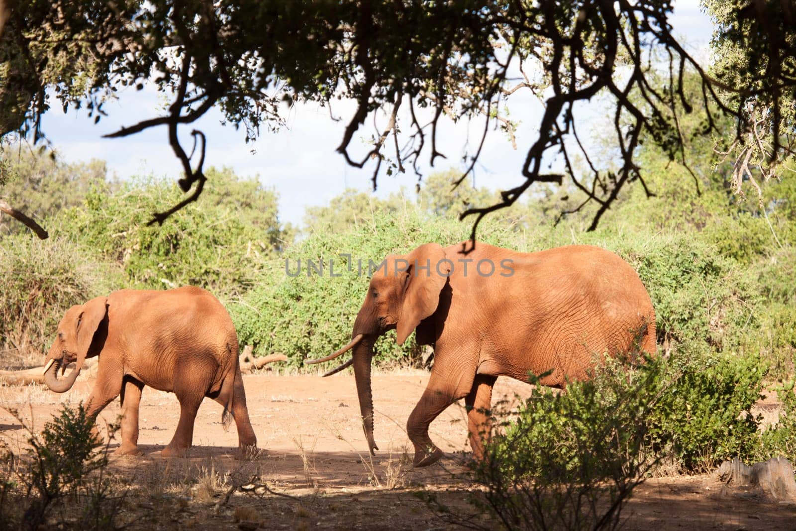 Two elephants walking, on safari in the scenery of Kenya