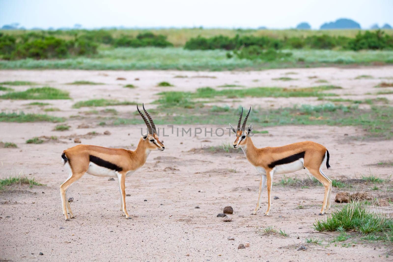 The Thomsons gazelle in the grassland of Kenya with a lot of plants