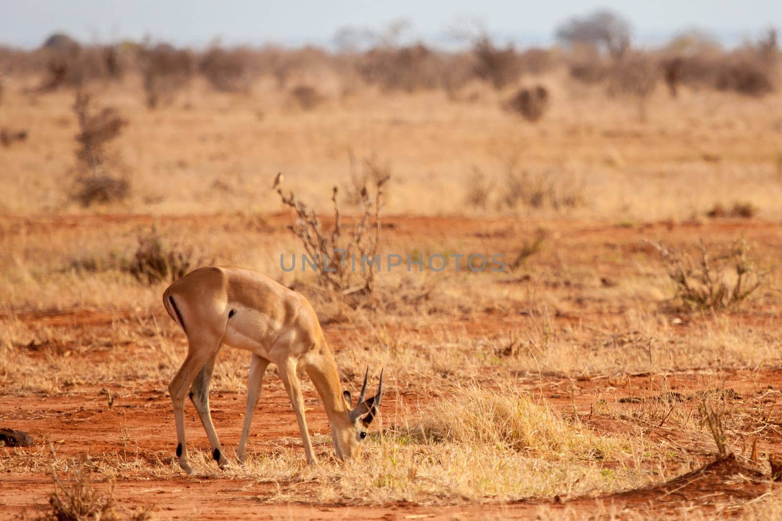 One antelope is eating in the savannah of Kenya