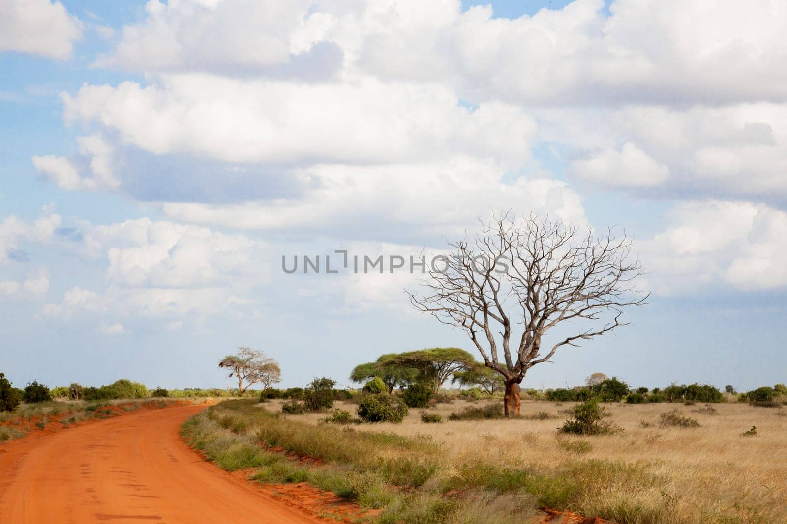 A way with red soil throught the savanna with a lot of trees and green plants