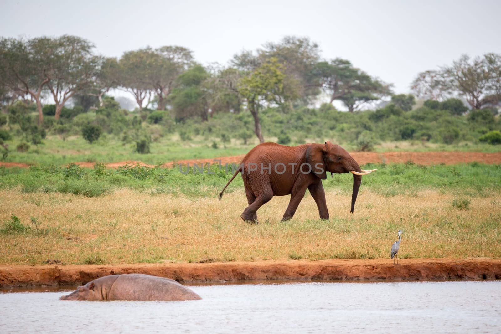 One young red elephant is running and playing in the grassland of the savannah