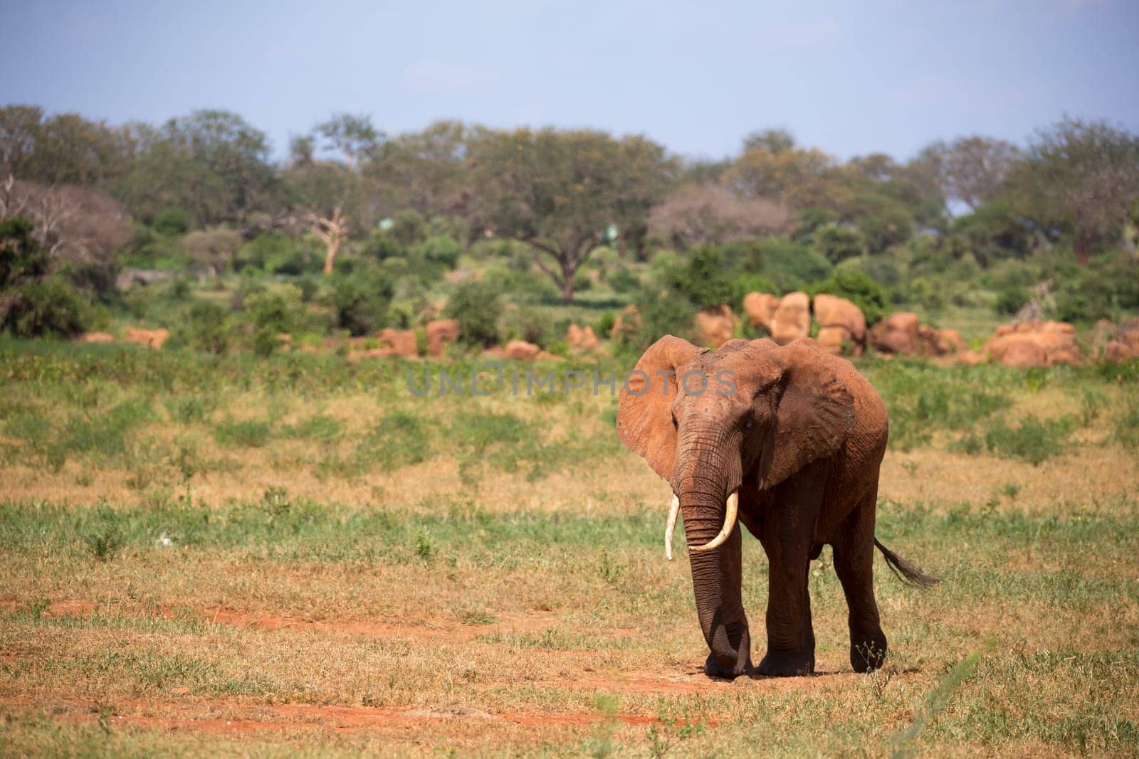 A red elephant is walking in the savannah of Kenya