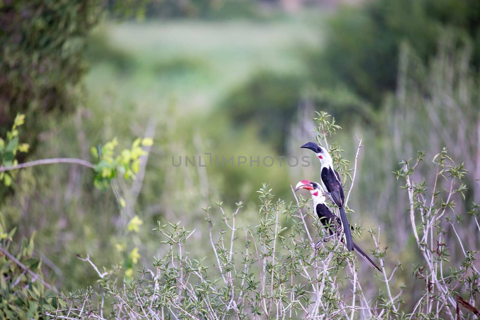 A local kenyan birds on the green bush