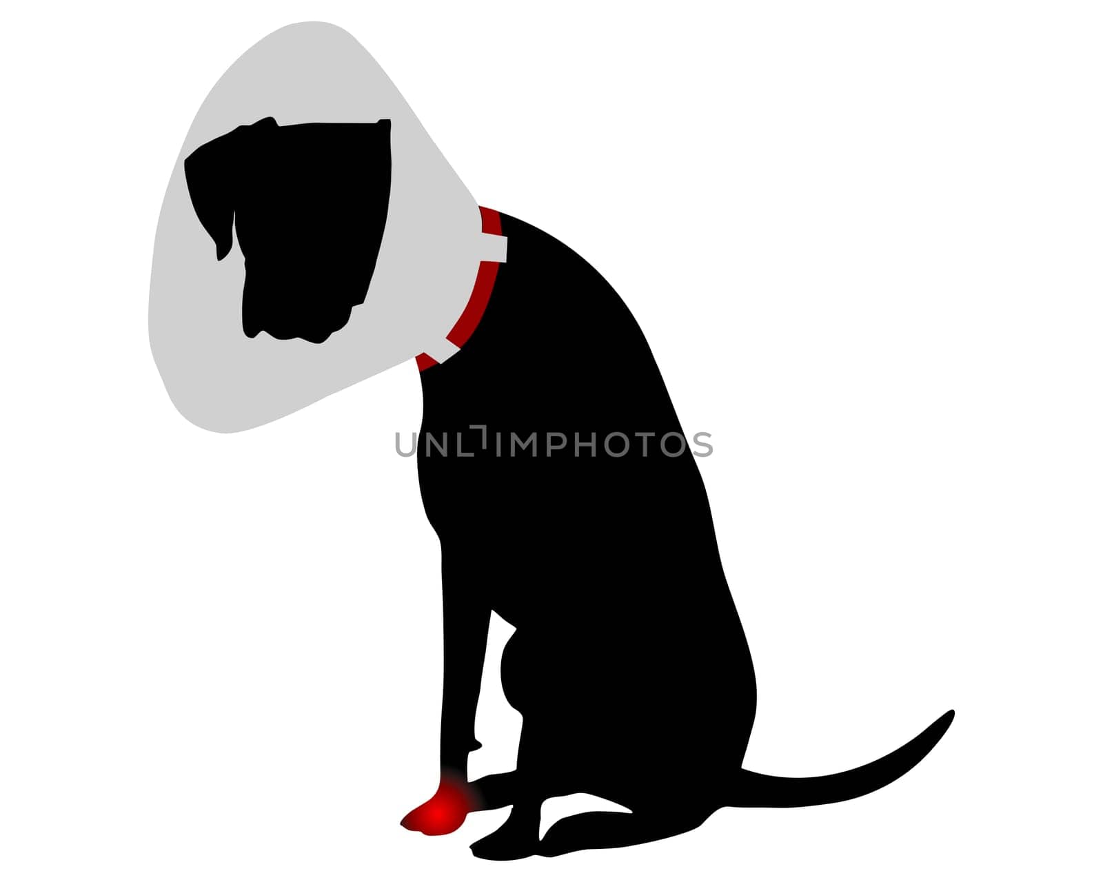 Hund mit Halskrause und Schmerzen in der Pfote