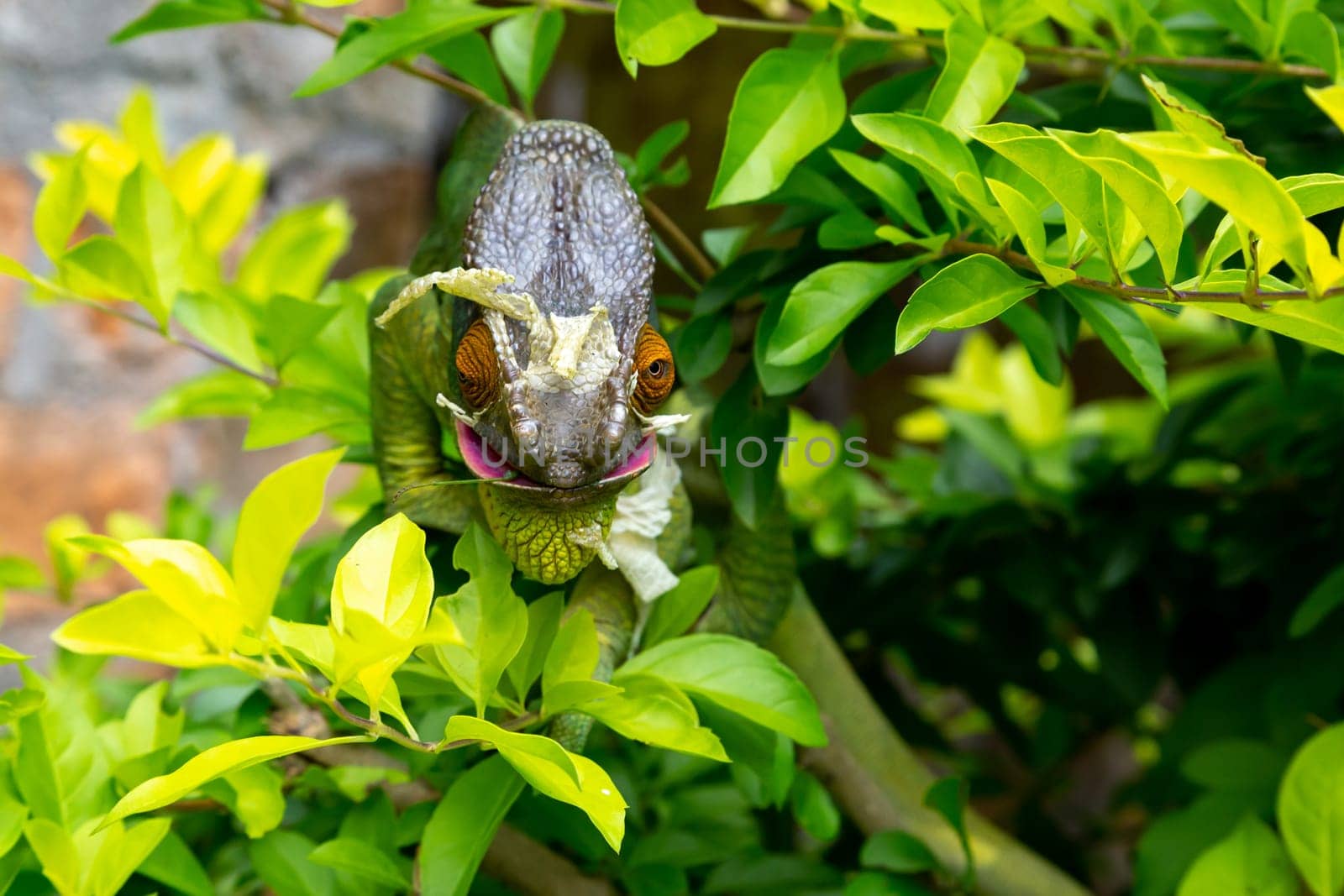 One Colorful chameleon on a branch in a national park on the island of Madagascar