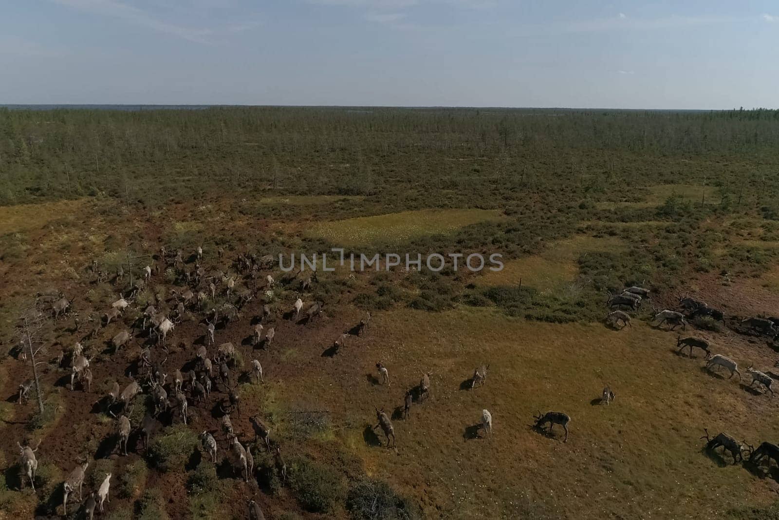 Deer grazing in the summer in the tundra. View from above. A herd of deer.