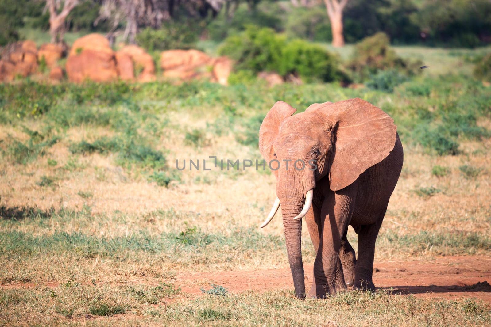 One big red elephant walks through the savannah between many plants
