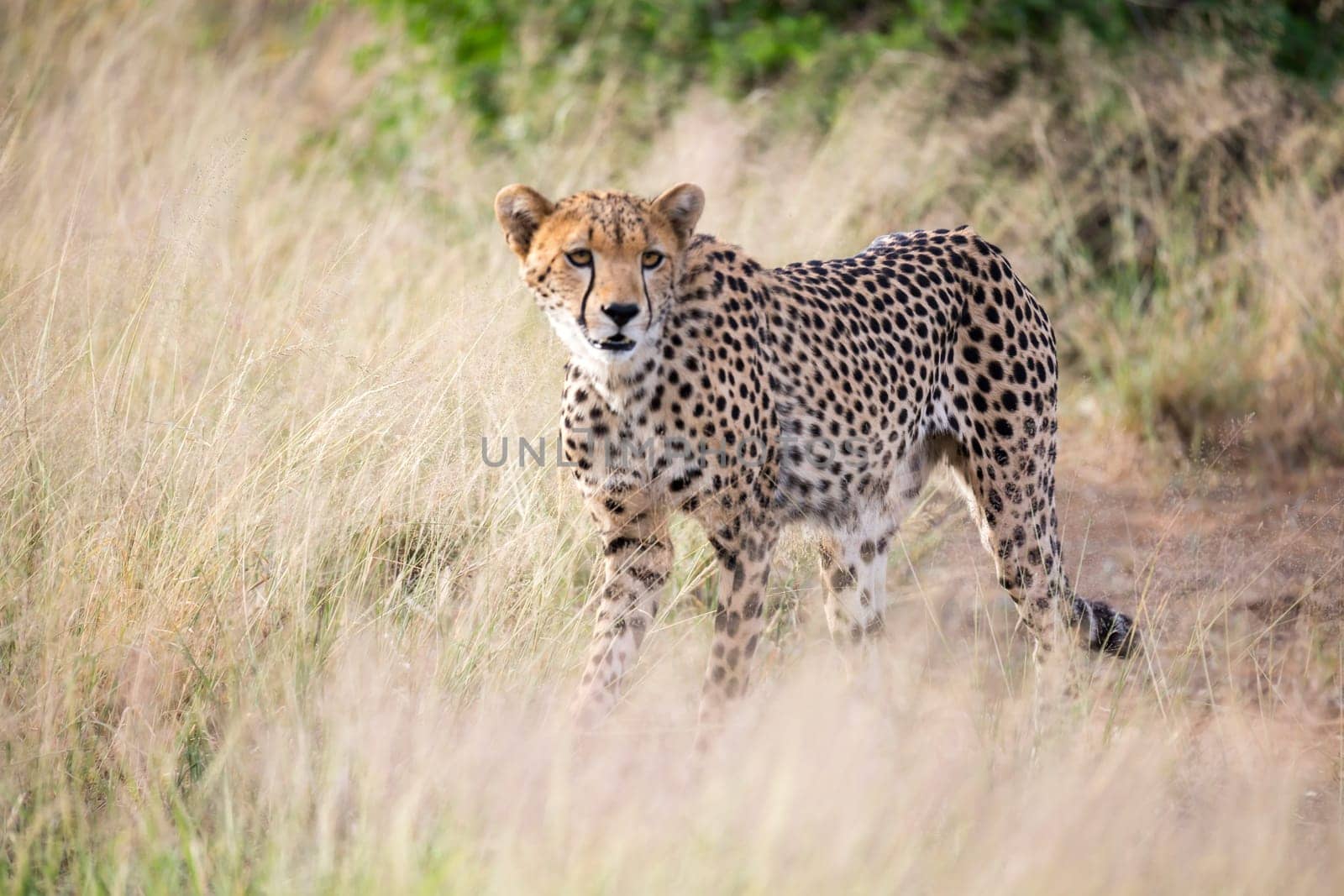 The cheetah walks in the high grass of the savannah looking for something to eat