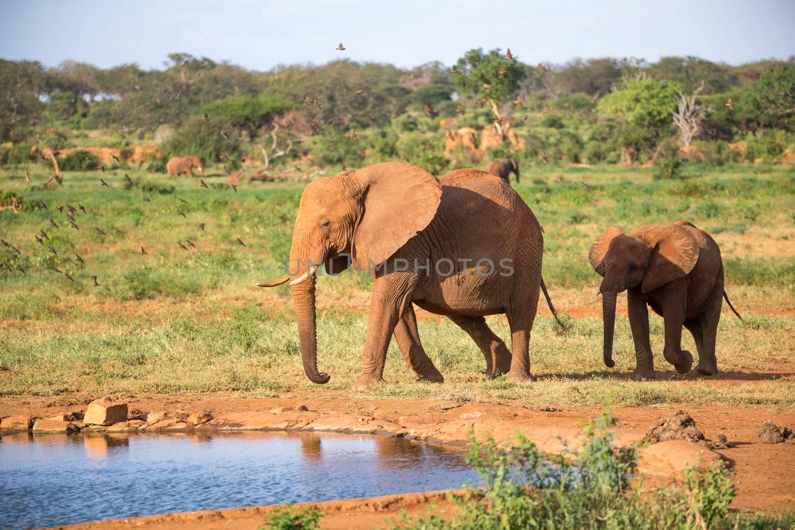 The family of red elephants at a water hole in the middle of the savannah