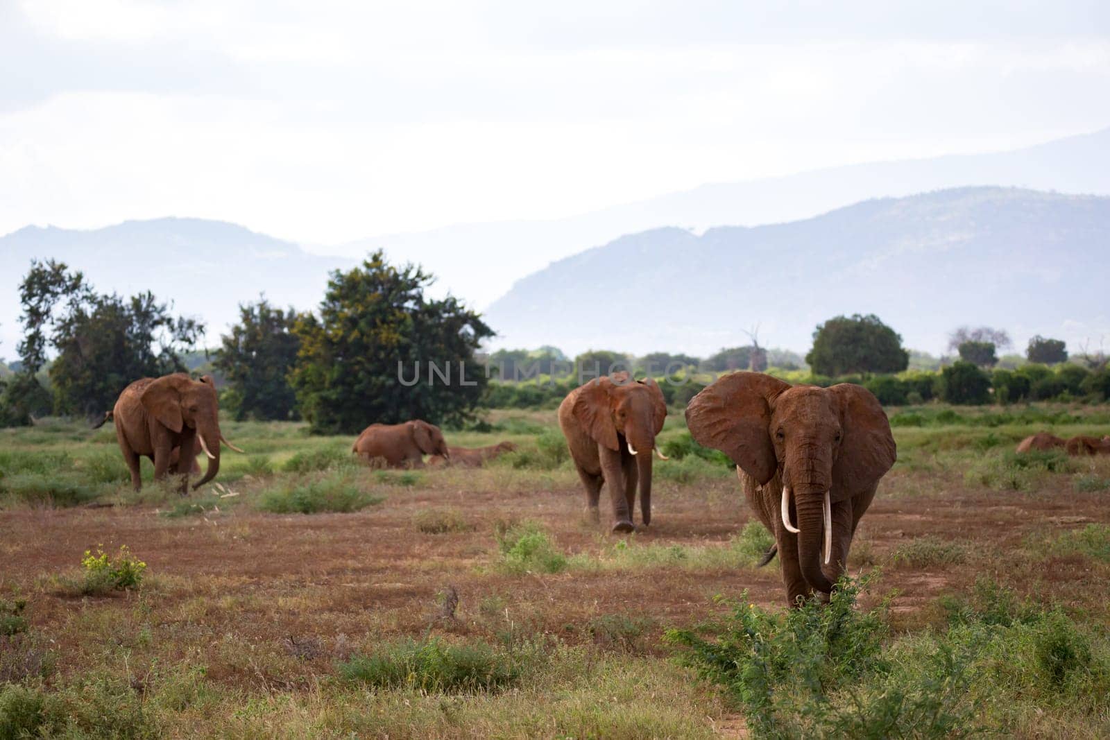 A lot of elephants are walking in the grassland of the savannah in Kenya