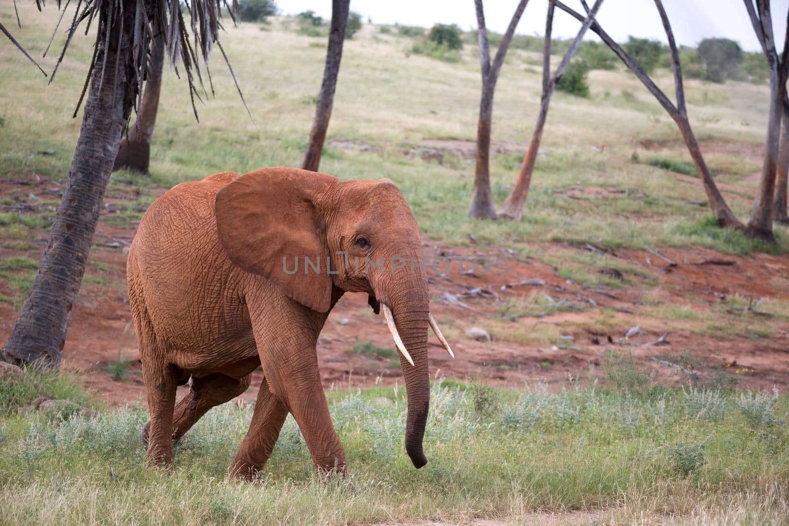 The red elephant walks among the palm trees and trees