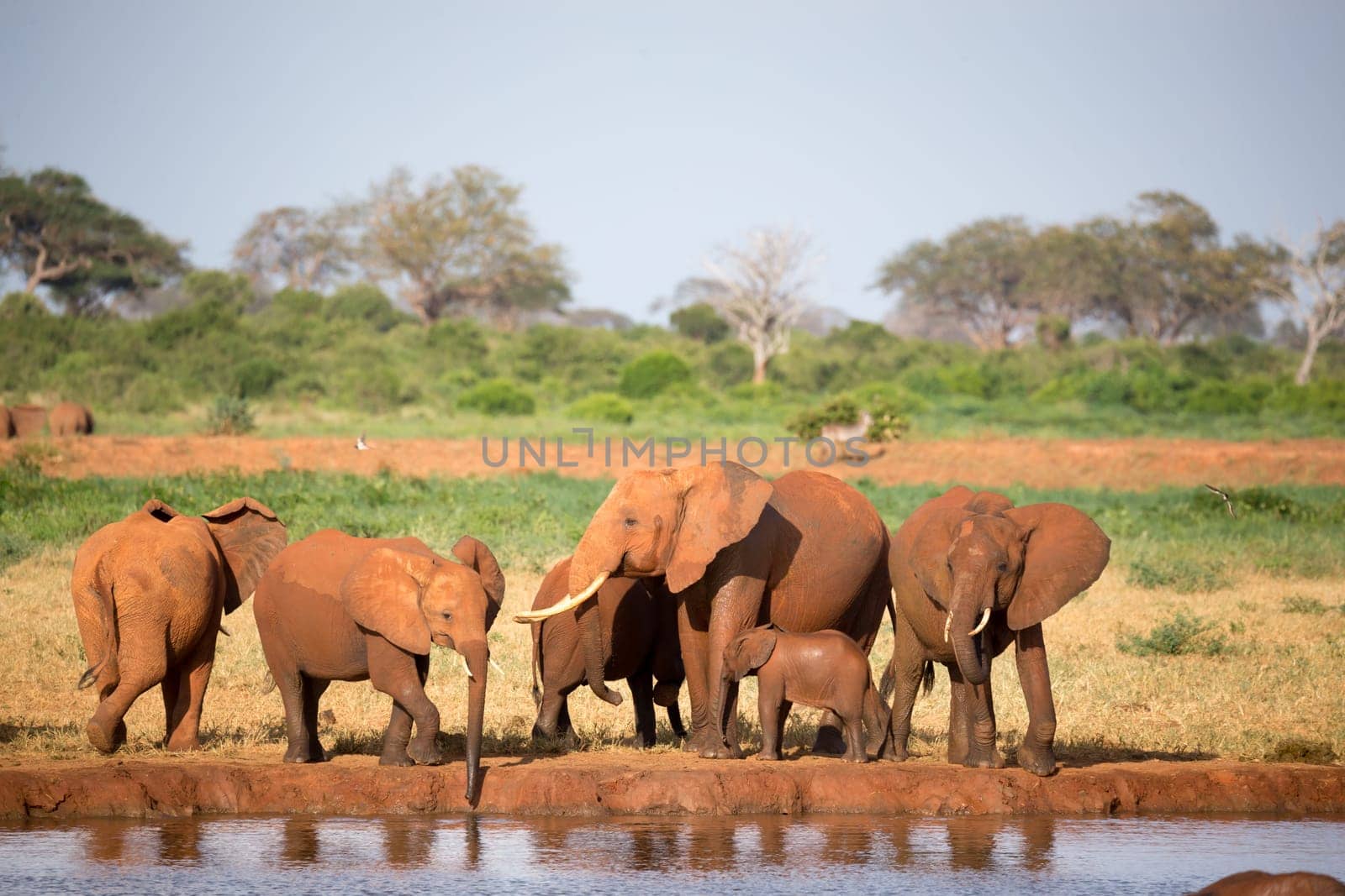 The family of red elephants at a water hole in the middle of the savannah