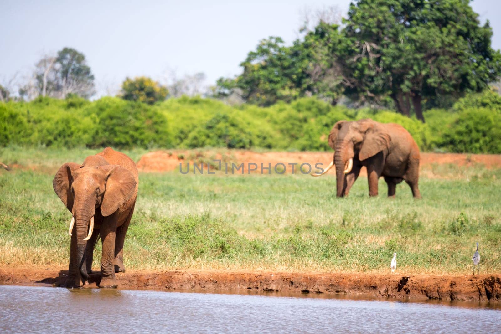Waterhole in the savannah with some red elephants