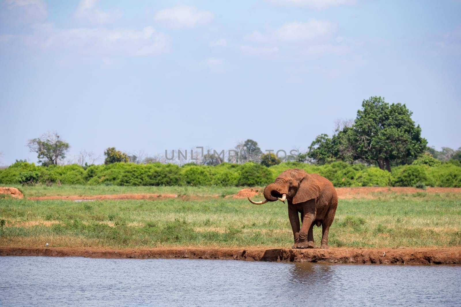 Elephant on the waterhole in the savannah of Kenya