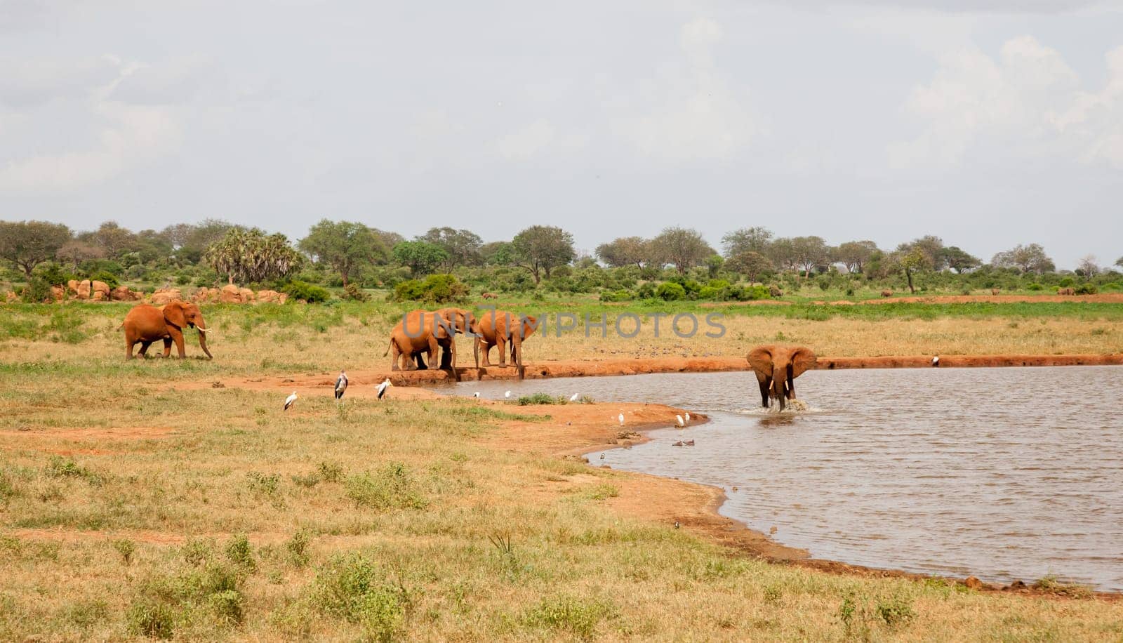 A lot of red elephants are on the waterhole