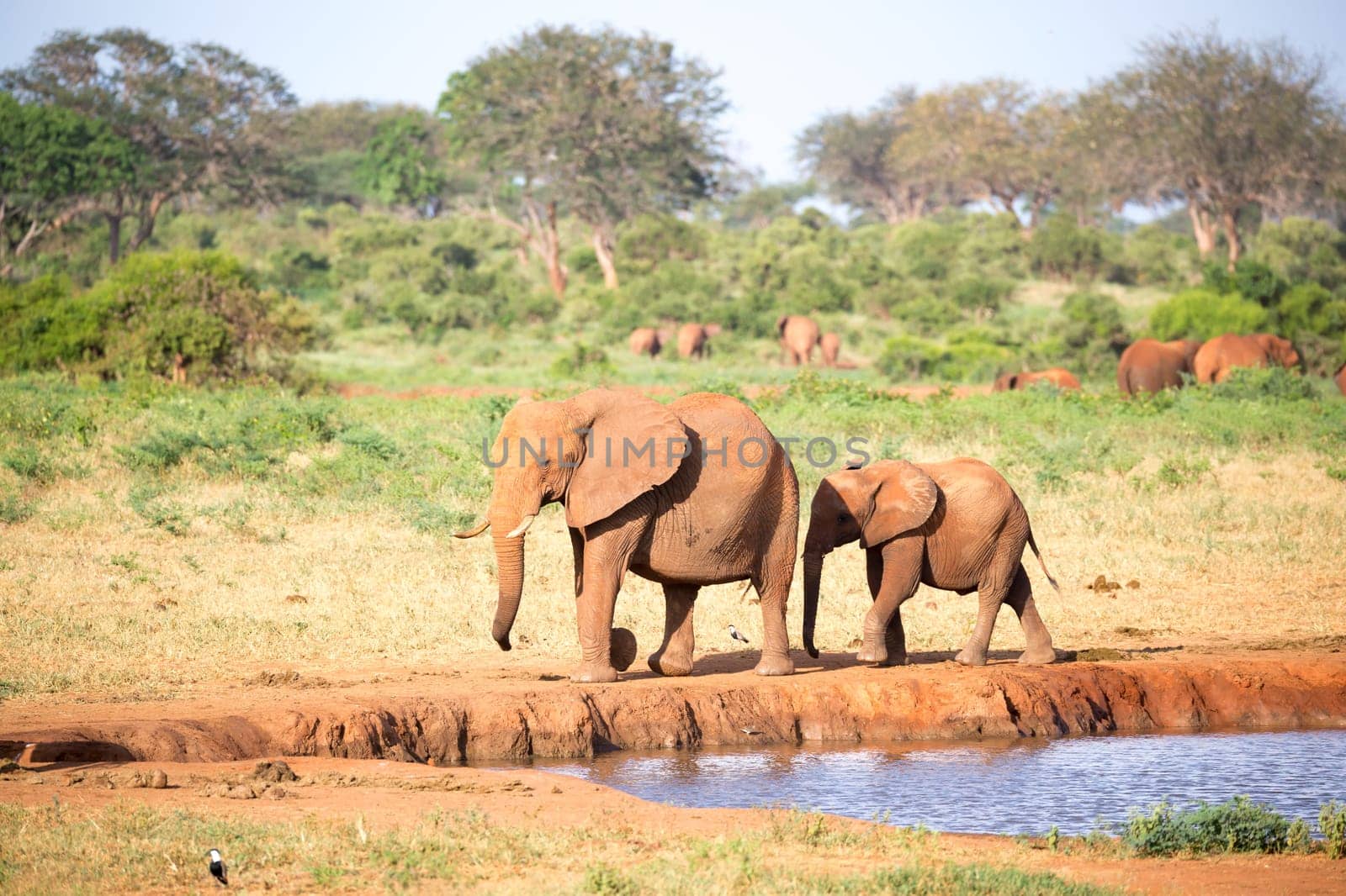 The family of red elephants at a water hole in the middle of the savannah