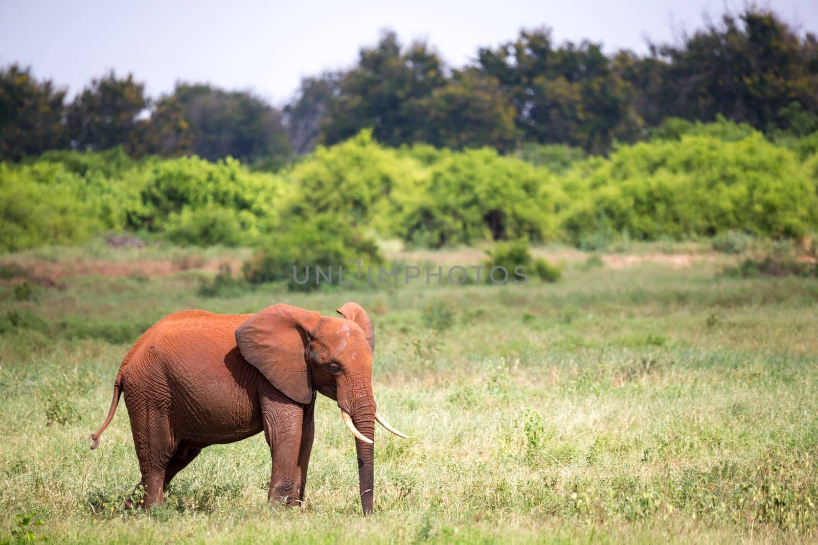 One red elephant is standing in the grassland