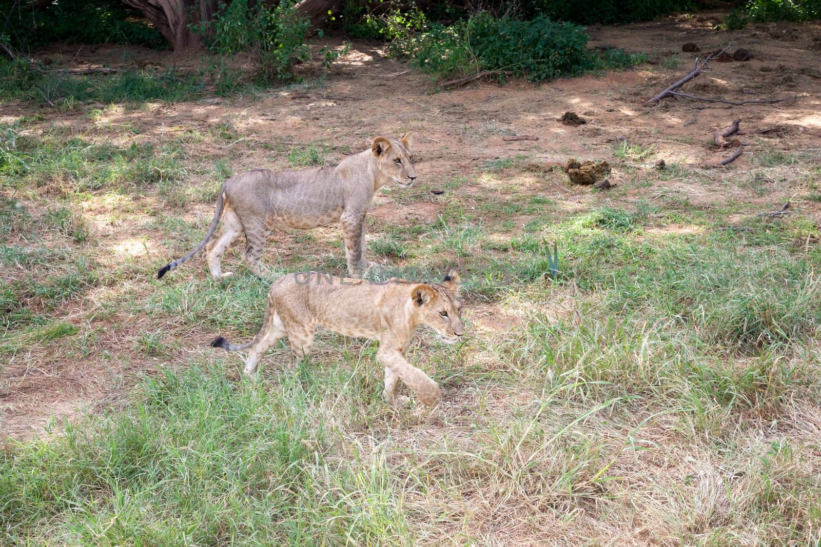 A young lion in a meadow in the savannah