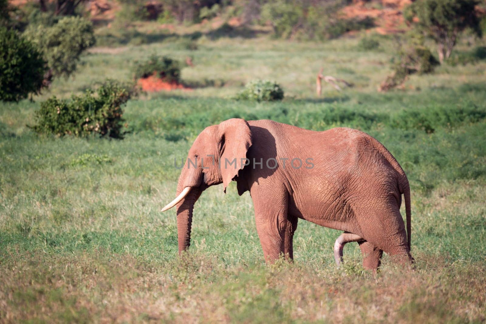 One big red elephant walks through the savannah between many plants