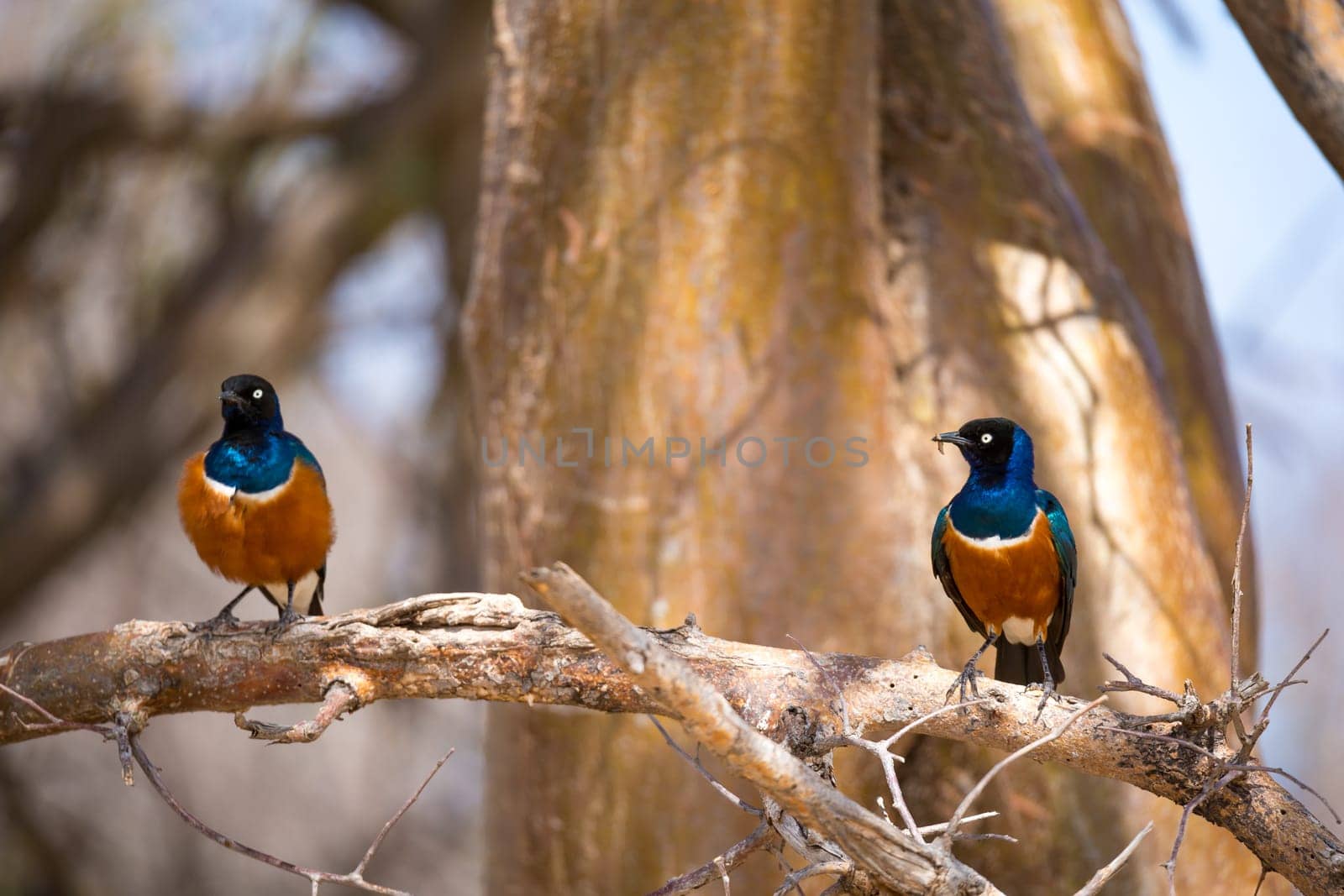 Very colorul native birds sit on branches