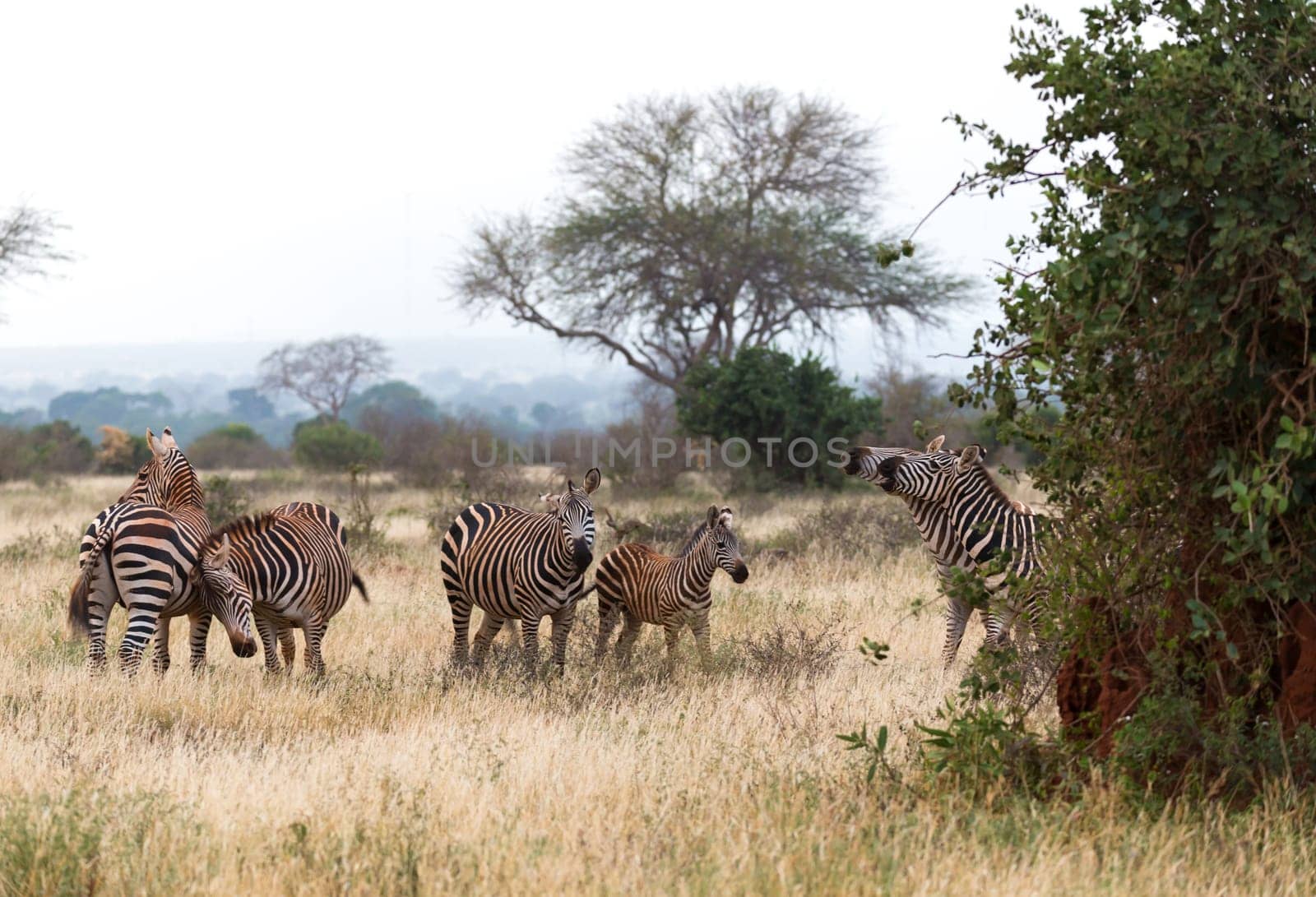 A lot of zebras are standing in the grass and between the trees