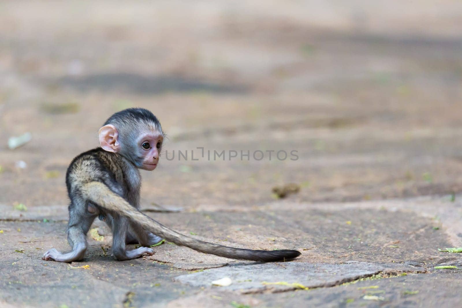 One little funny monkey is playing on the floor or on the tree