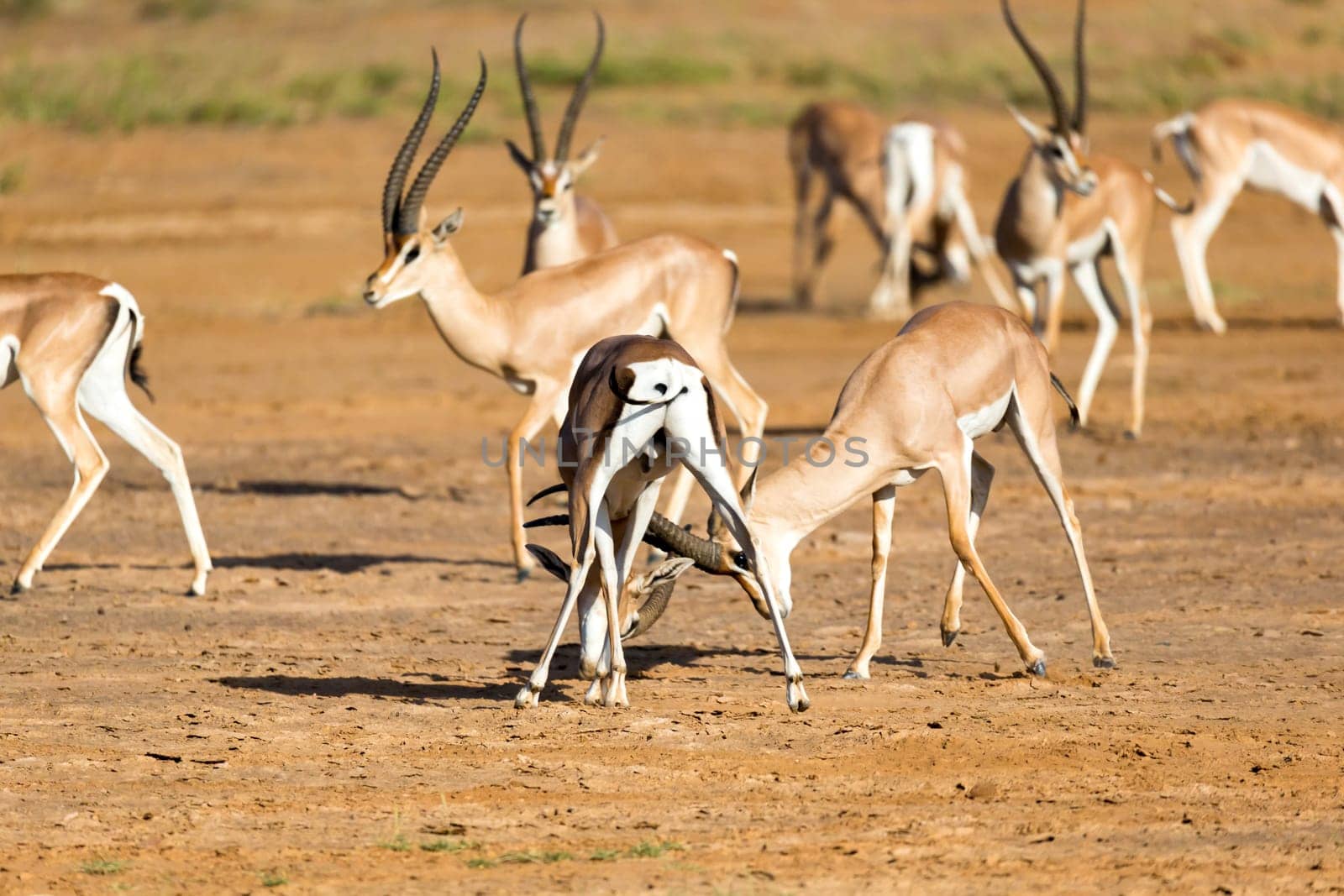 The battle of two Grant Gazelles in the savannah of Kenya
