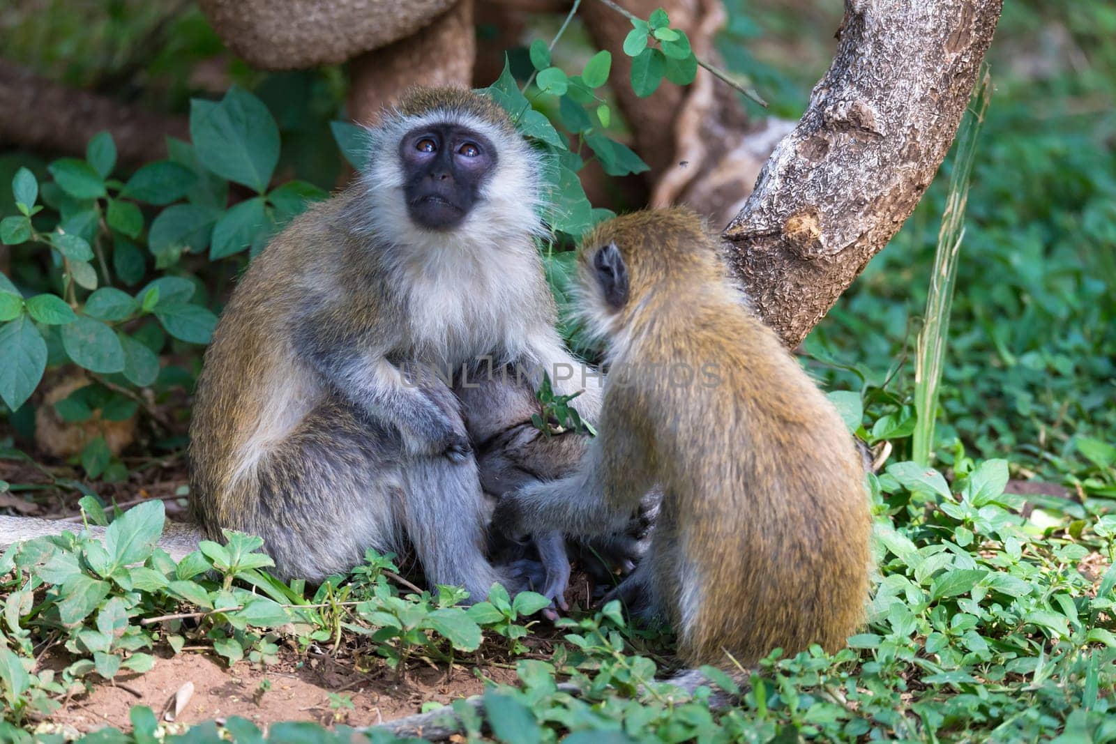 Vervet family with a little baby monkey