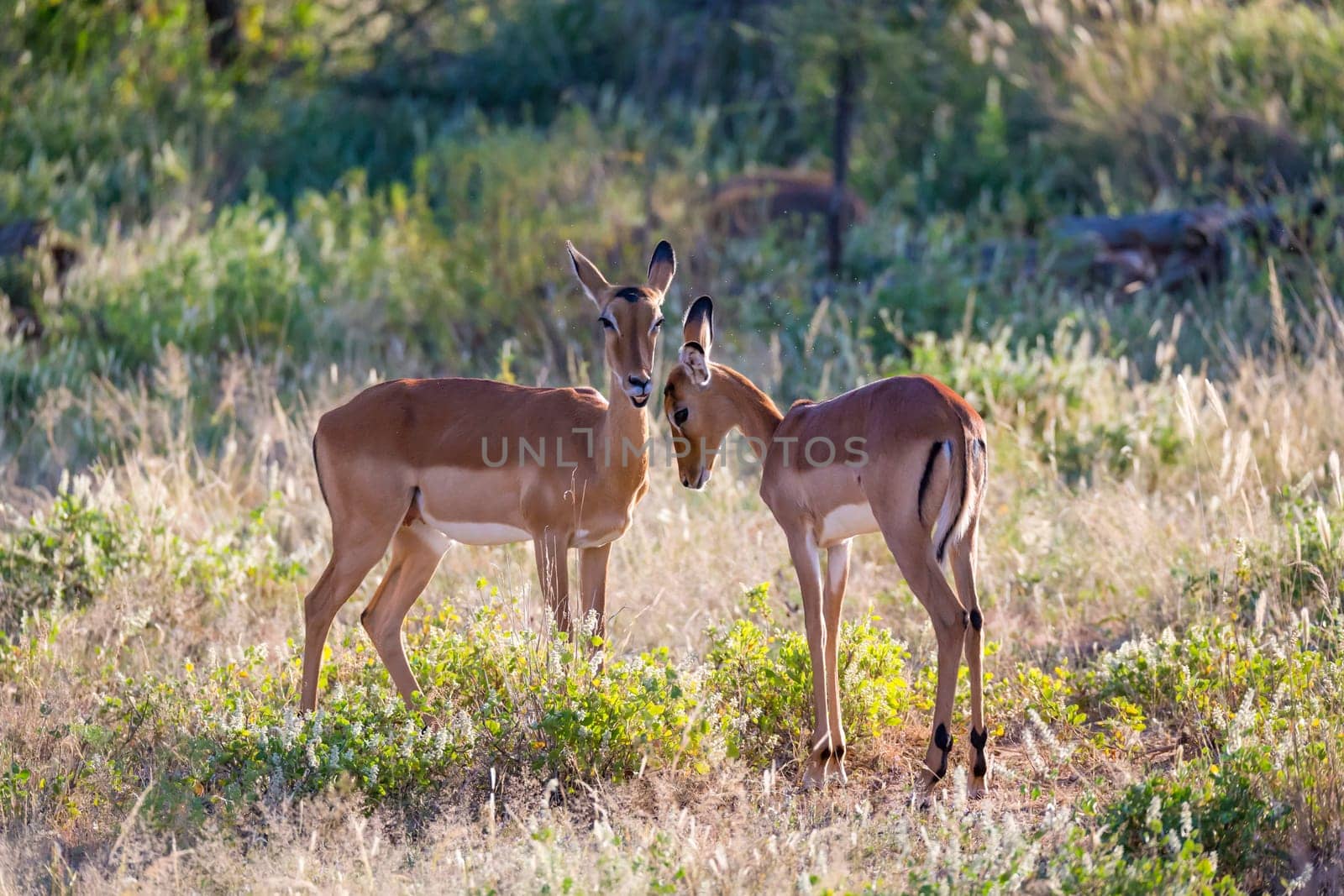 Some impalas stand together in the grass landscape
