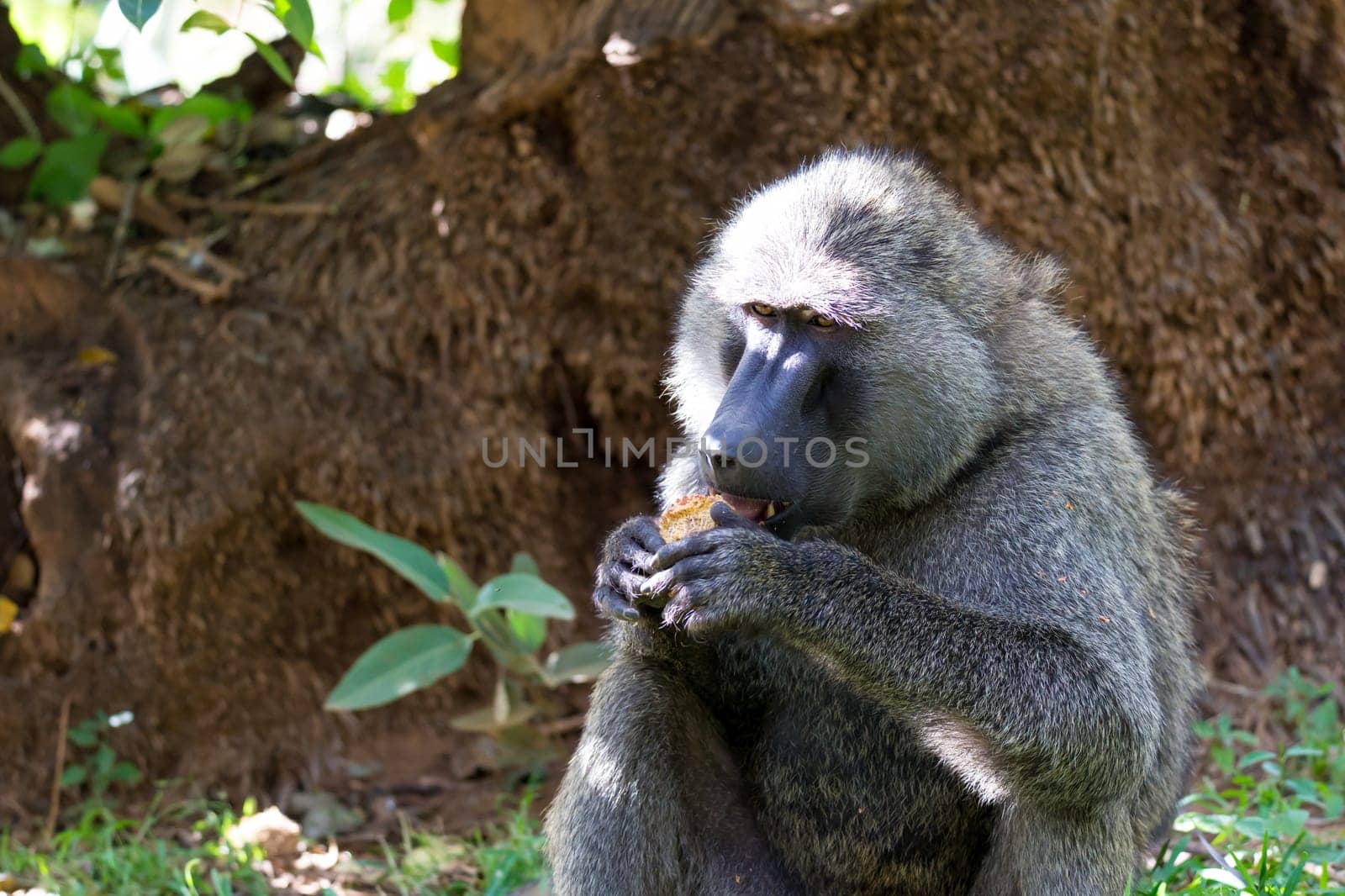 One baboon has found a fruit and eats it