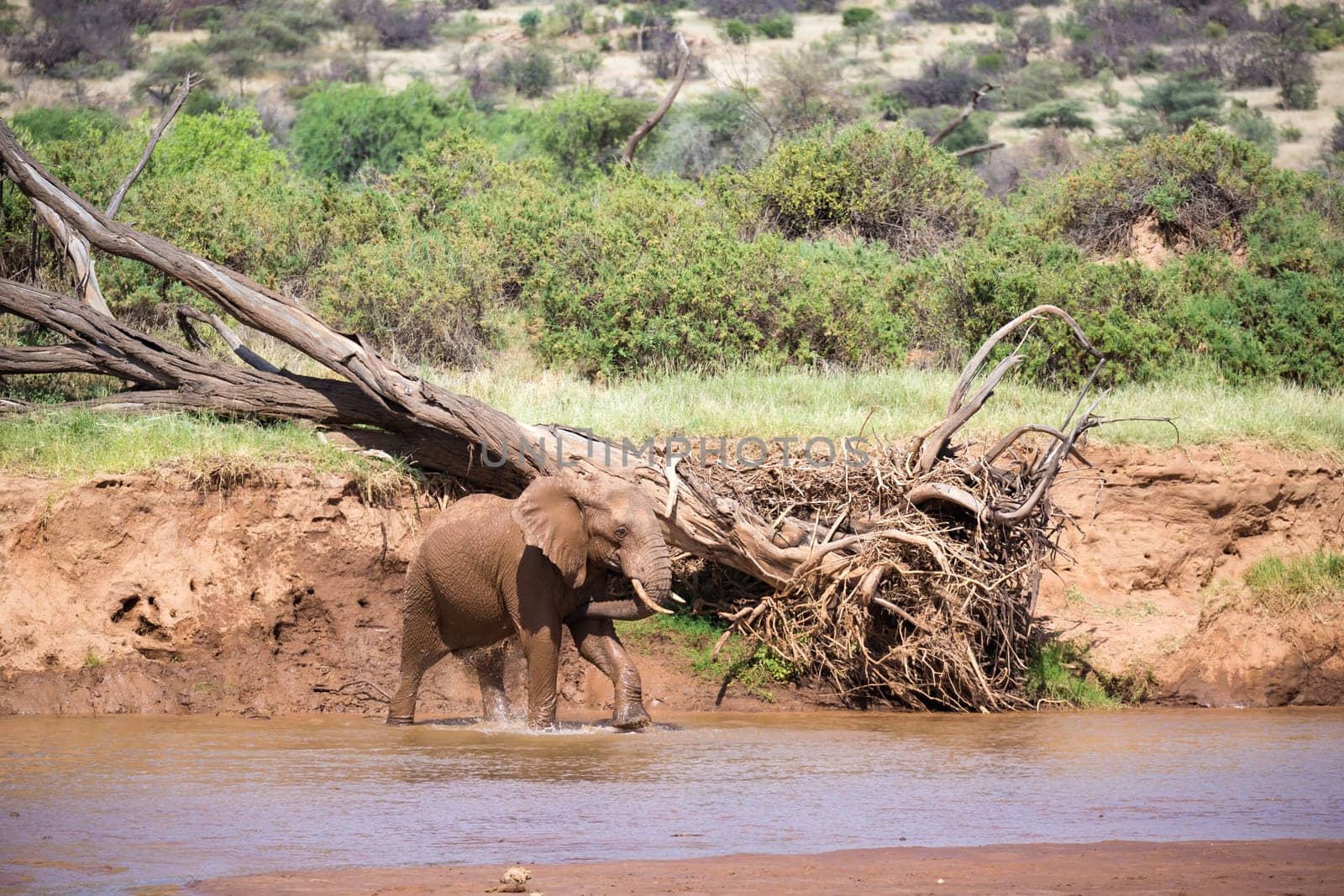 An elephant familiy on the banks of a river in the middle of the National Park