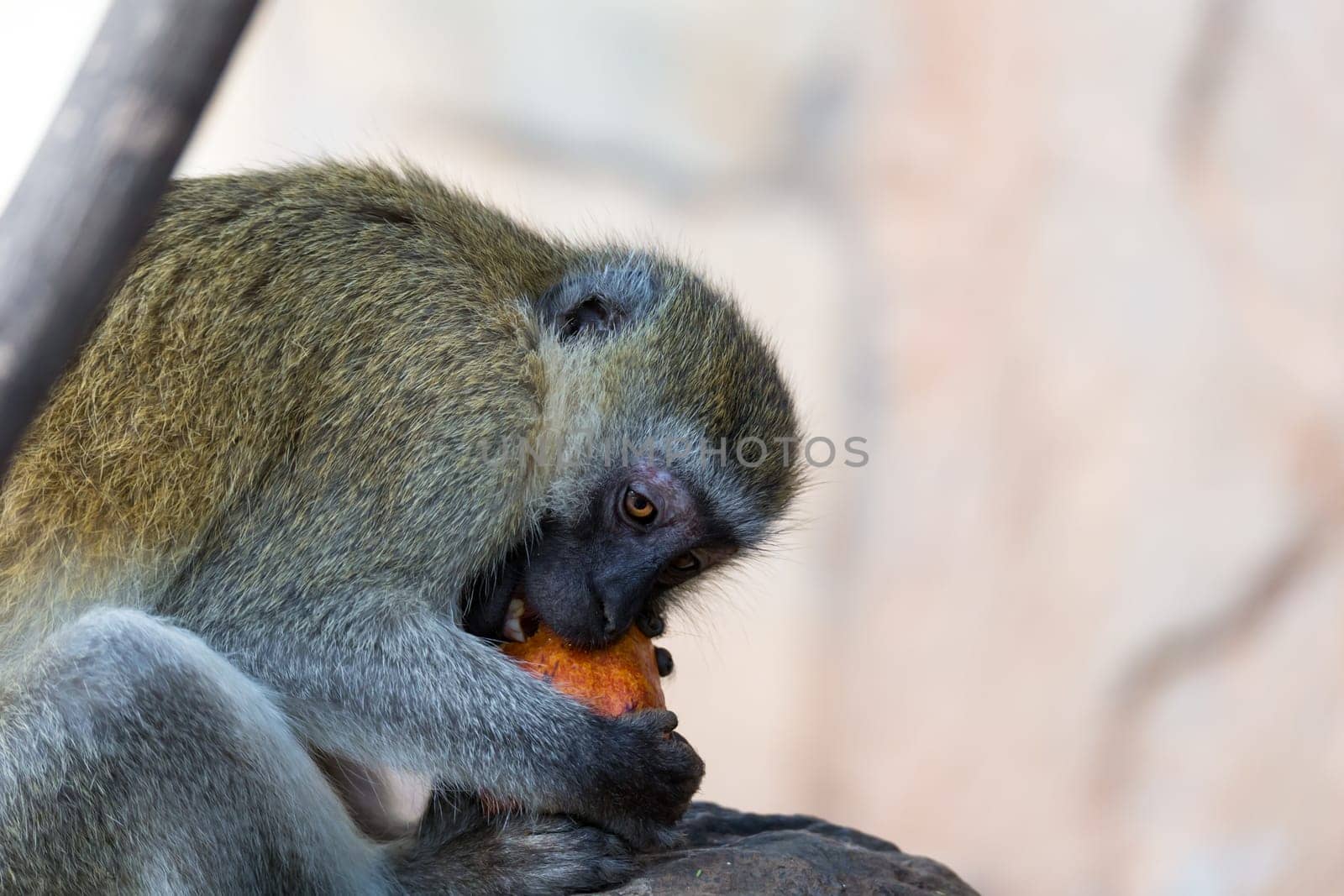 One Vervet monkey has found a fruit and eats it
