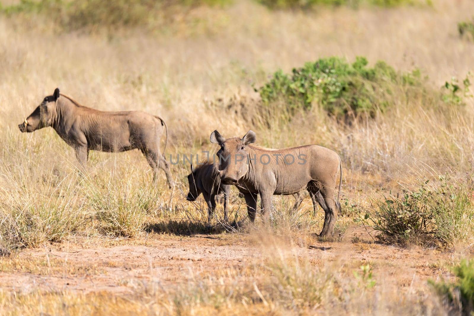 The warthog stands in the middle of the grass in Kenya